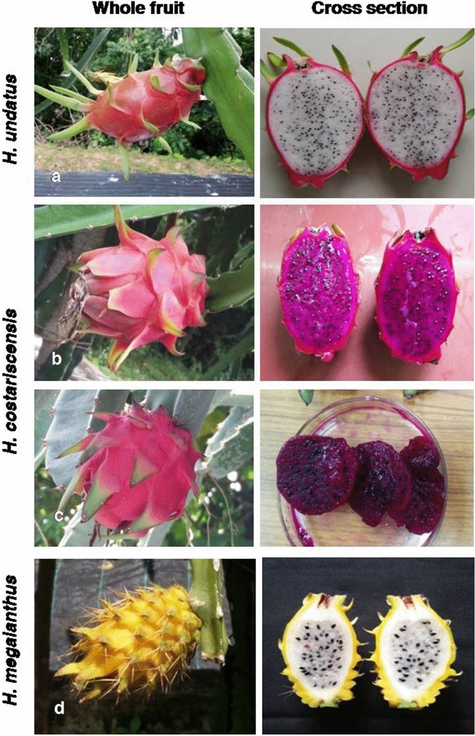 Distinguishing Three Dragon Fruit Hylocereus Spp Species Grown In Andaman And Nicobar Islands Of India Using Morphological Biochemical And Molecular Traits Scientific Reports