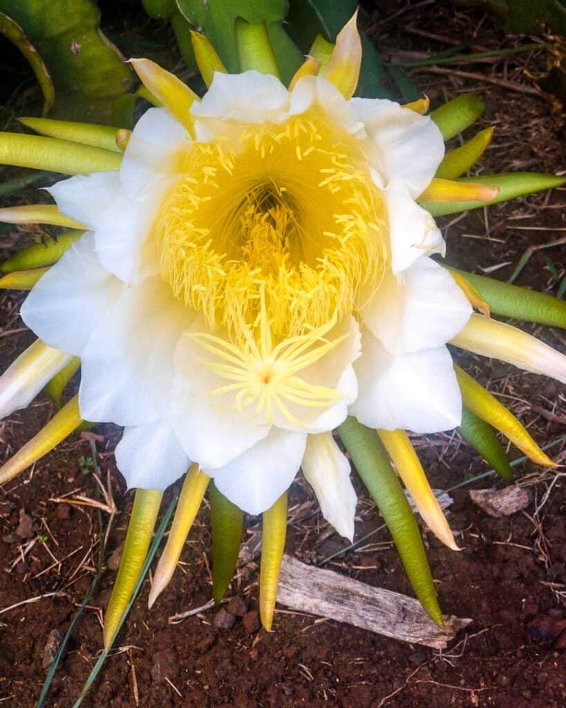 dragon fruit flower pictures