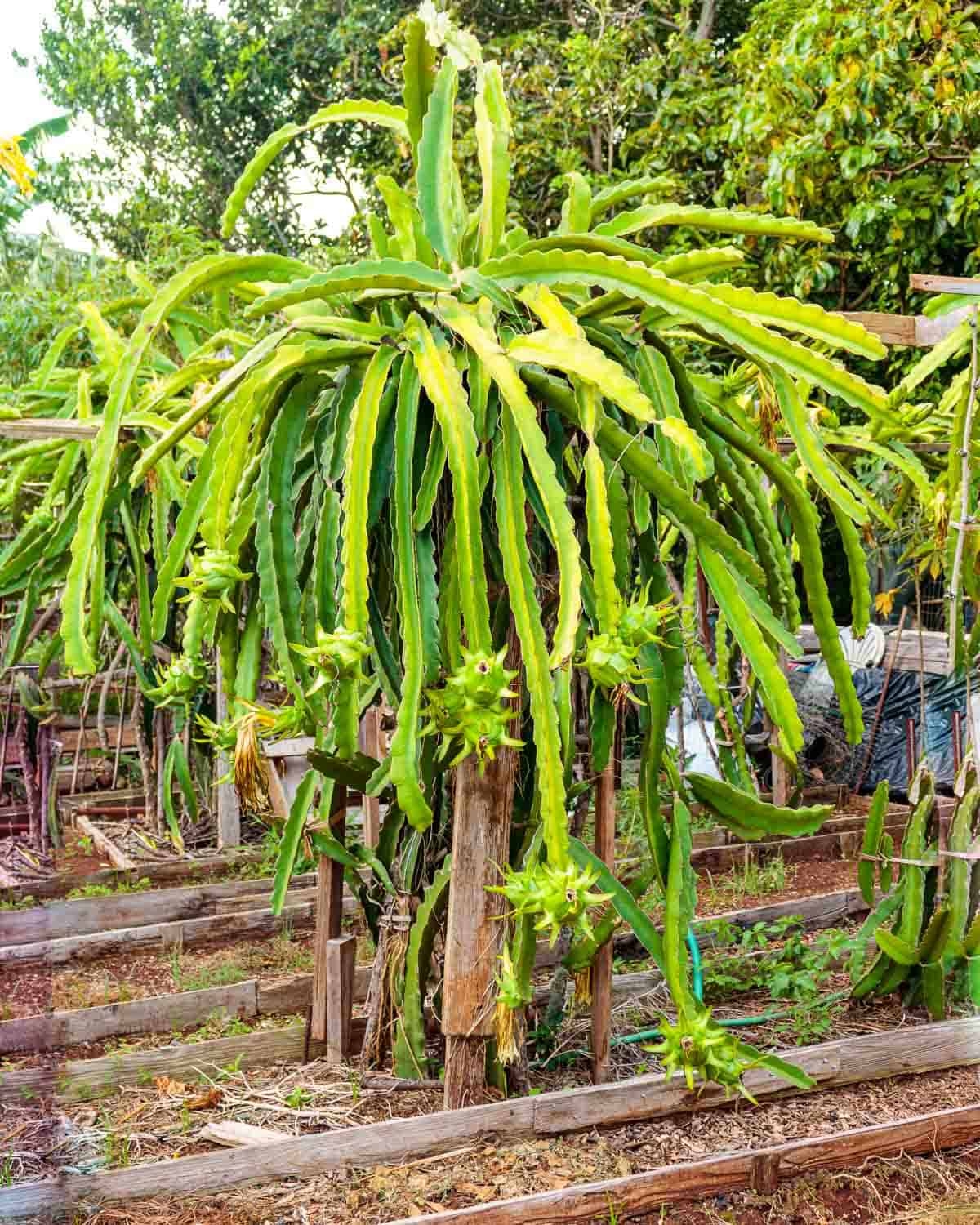 Dragon Fruit Plant Poppys Wild Kitchen