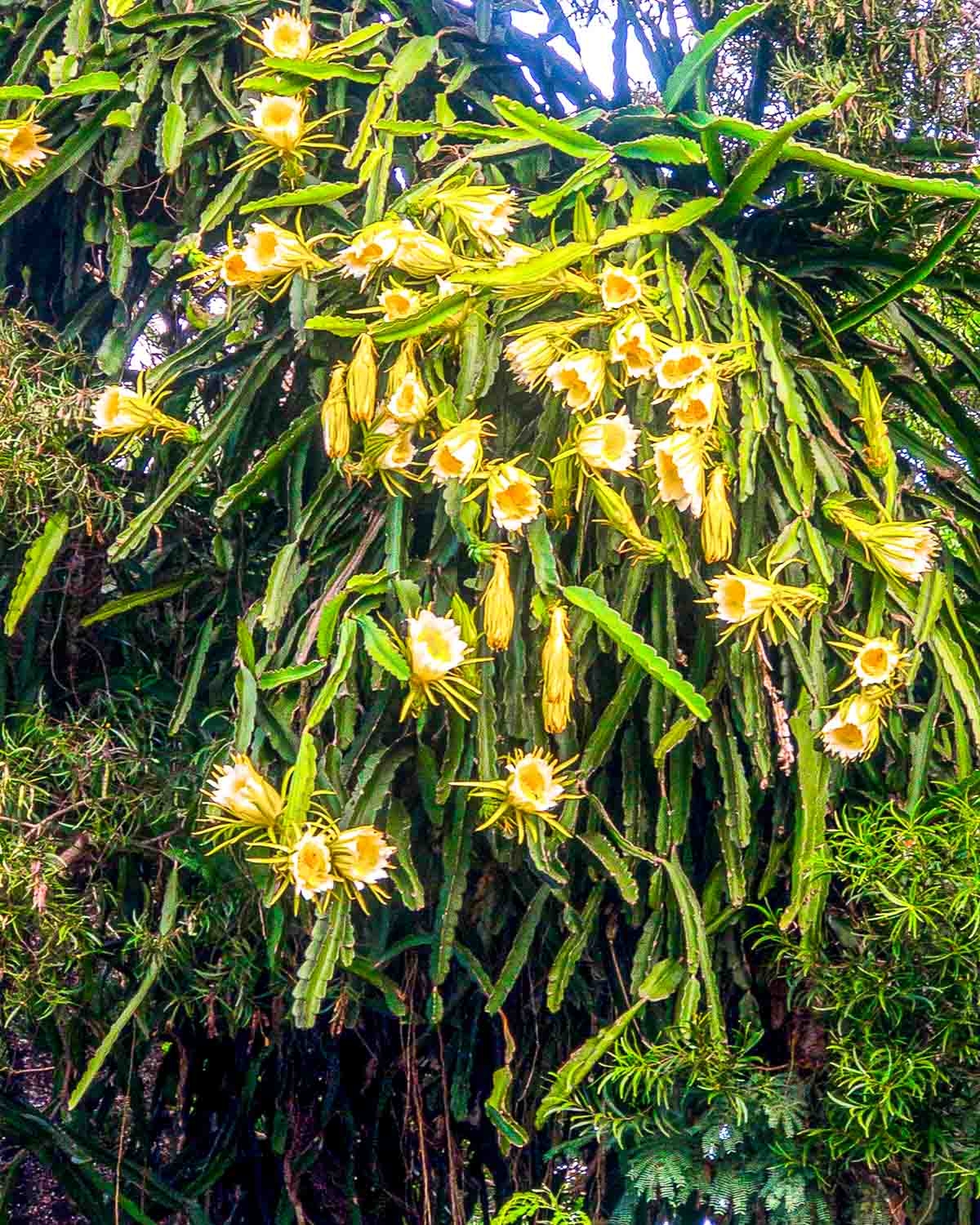 Dragon Fruit Plant Poppys Wild Kitchen