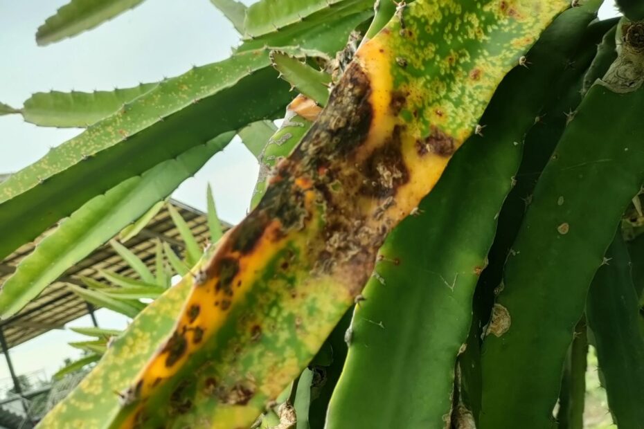 Dragon Fruit Plant Protection Wikifarmer