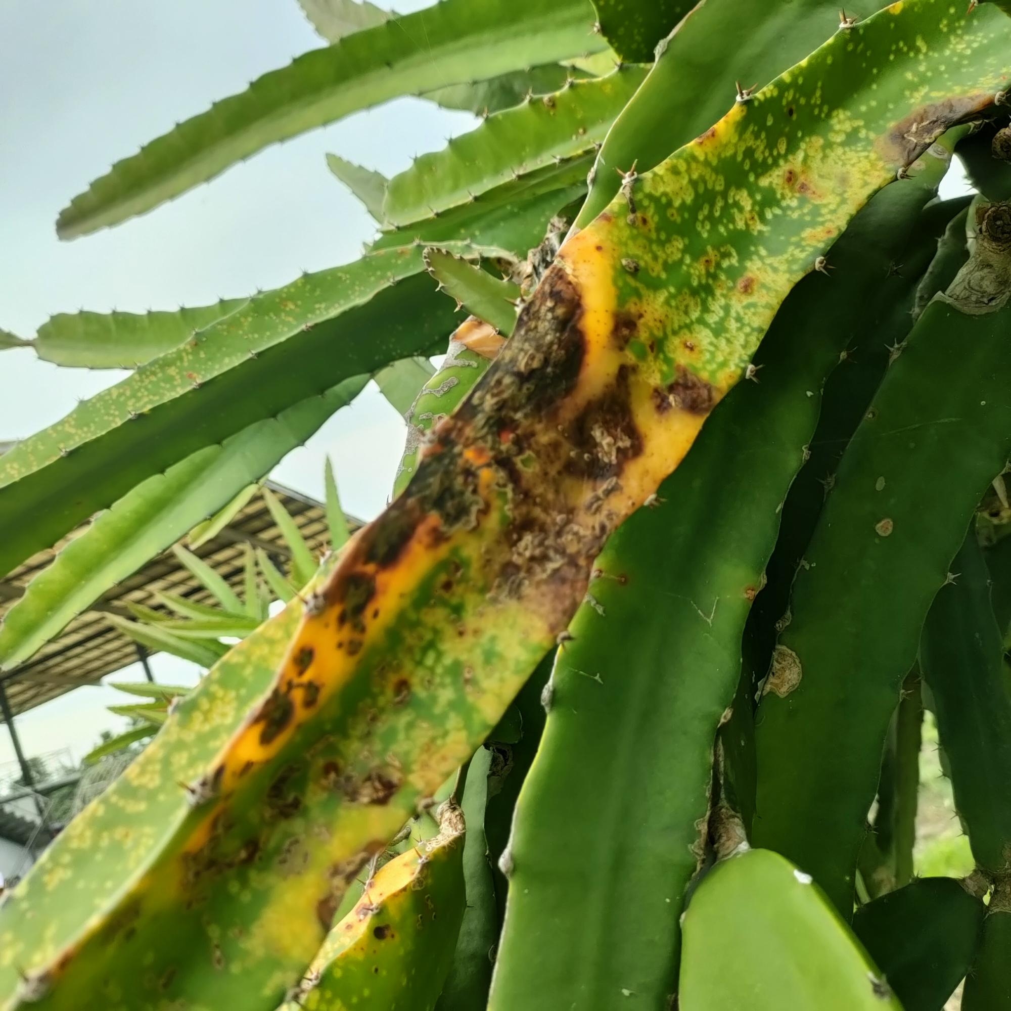 Dragon Fruit Plant Protection Wikifarmer