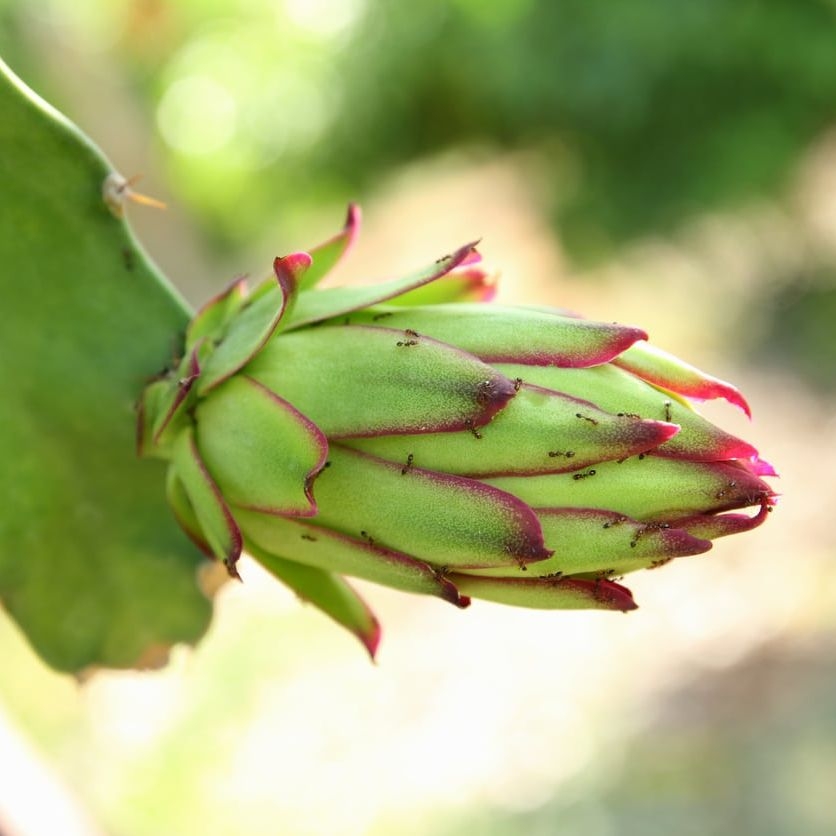 dragon fruit diseases pictures