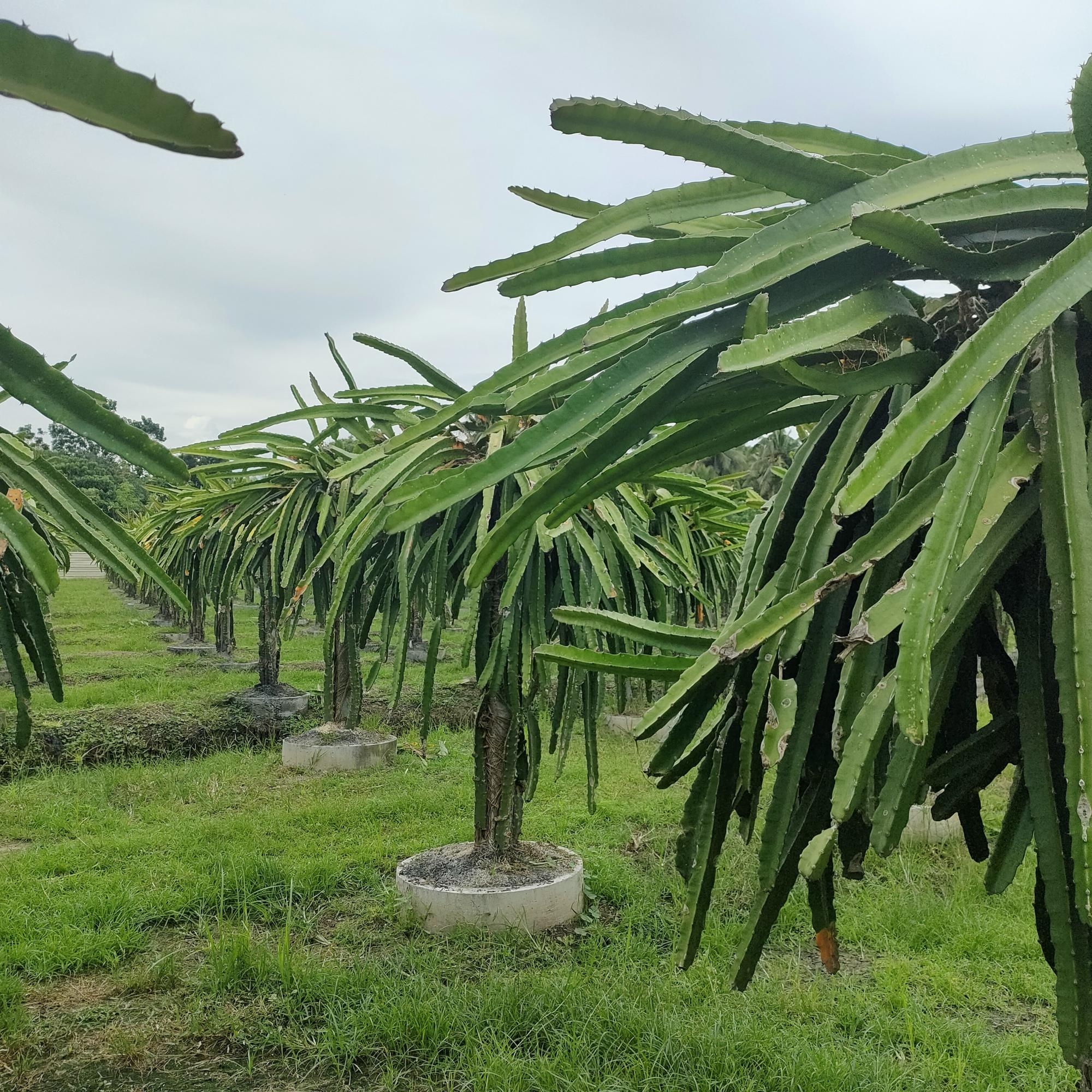 dragon fruit tree picture