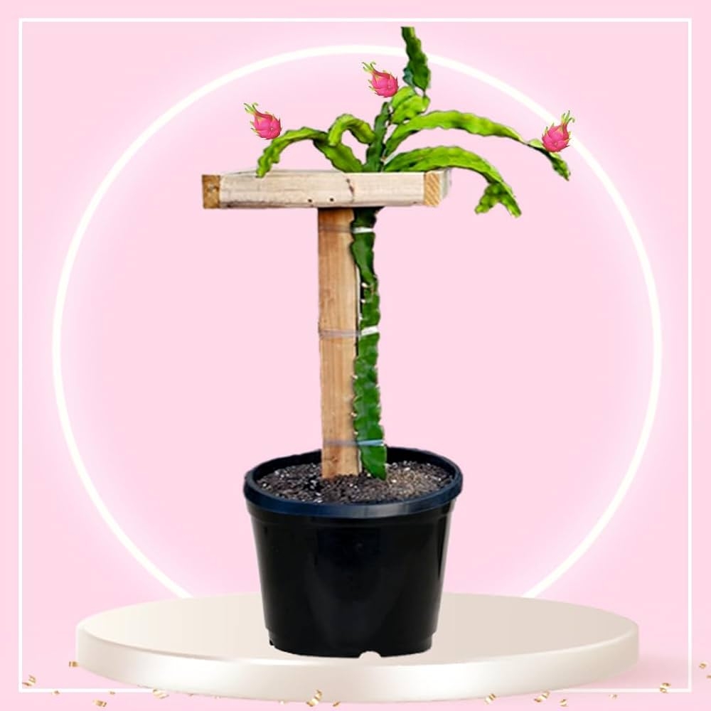 dragon fruit trellis pictures