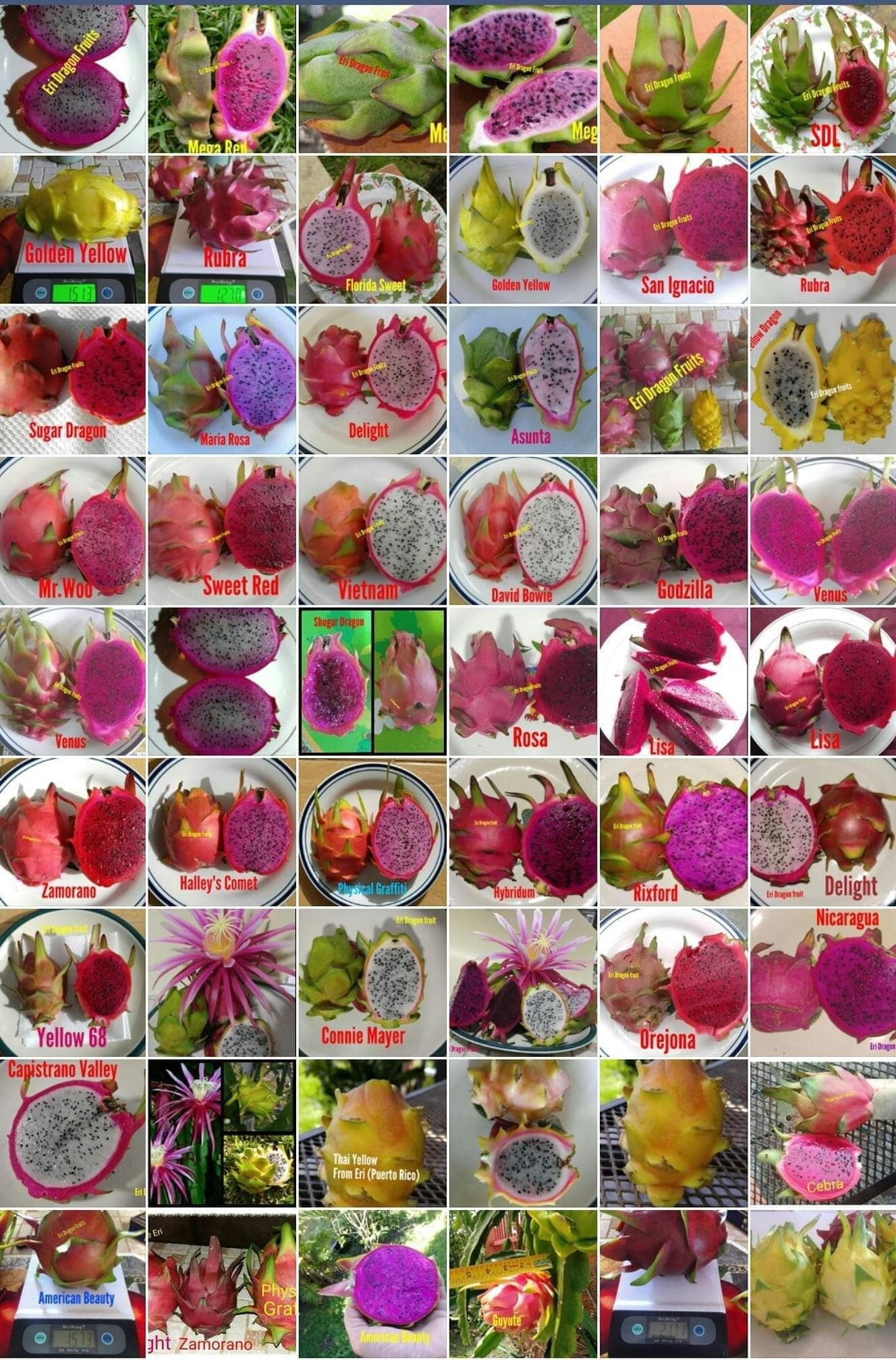 Dragon Fruit Varieties