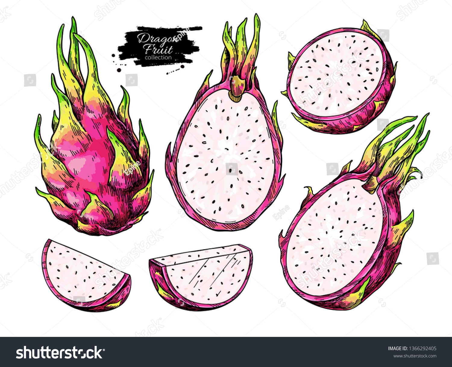 dragon fruit picture drawing