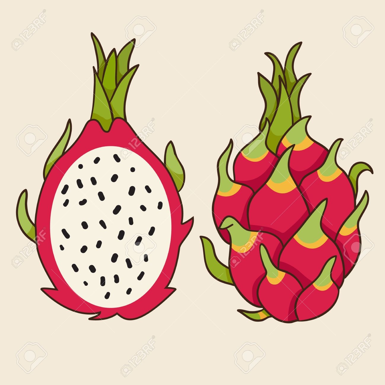 Dragon Fruit Vector Illustration Exotic Fruit Hand drawn Style Royalty Free SVG Cliparts Vectors And Stock Illustration Image 40288624 