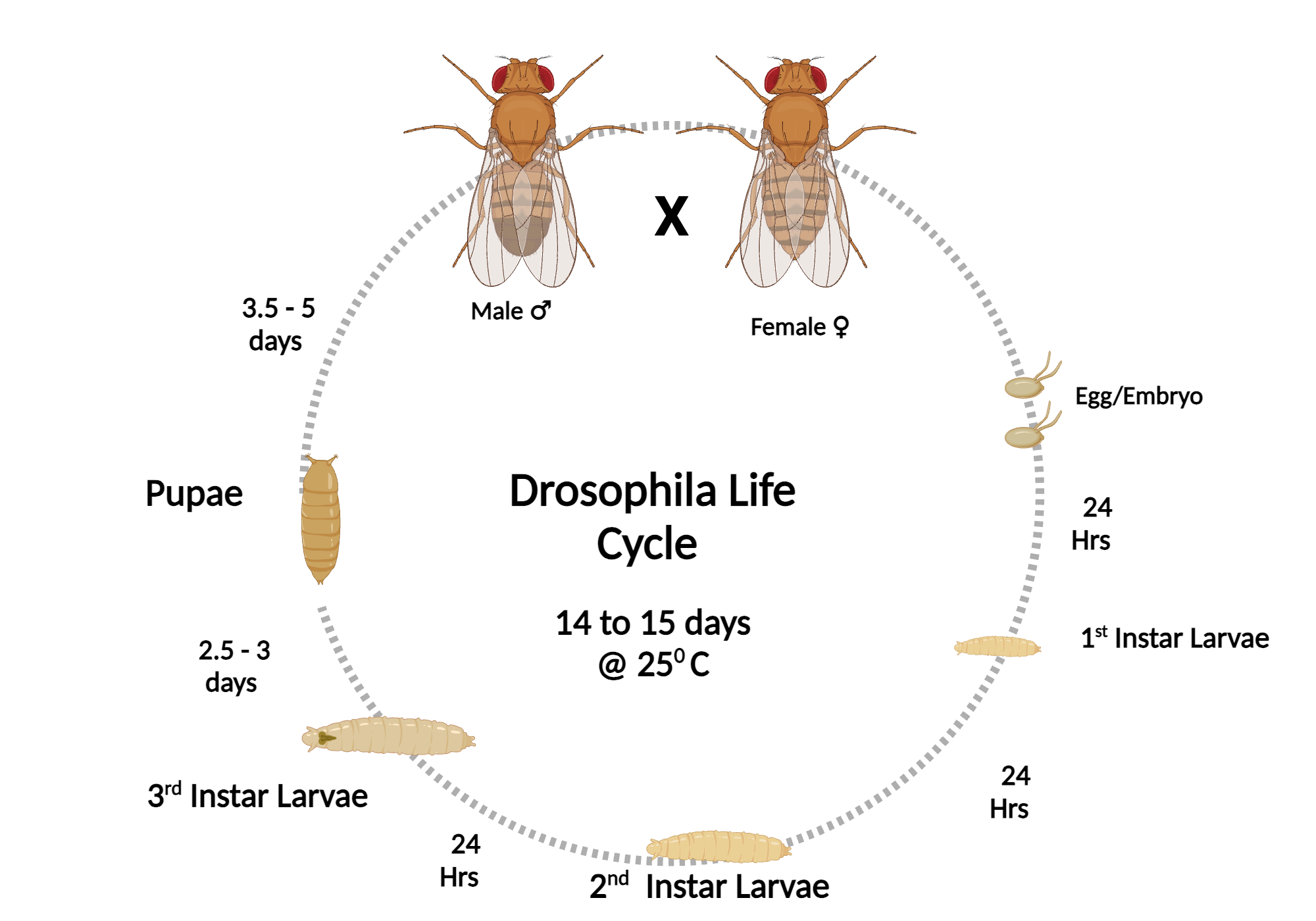 fruit fly life cycle pictures