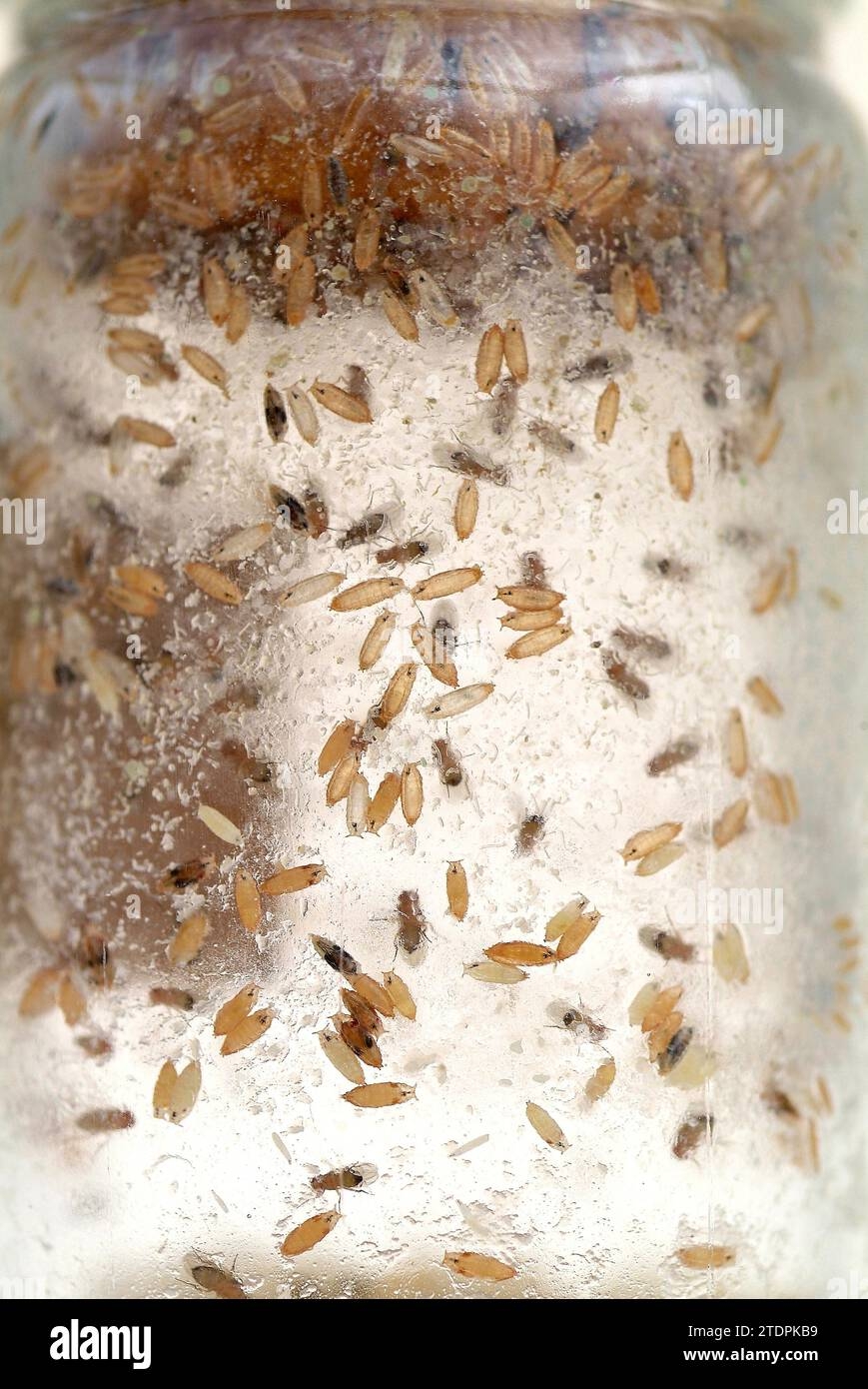 Drosophila Melanogaster Larva Hi res Stock Photography And Images Alamy