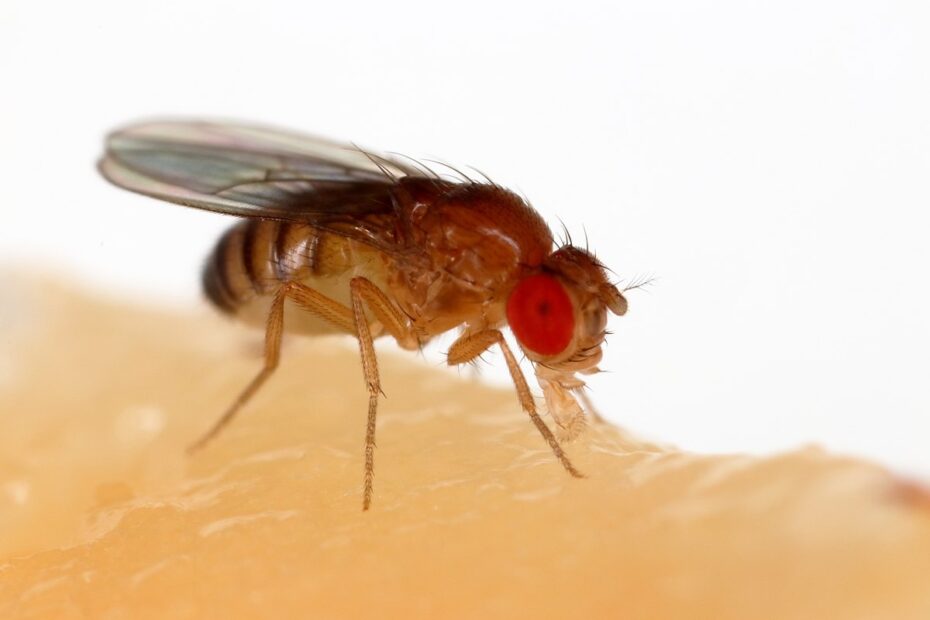 Drosophila Melanogaster Wikipedia