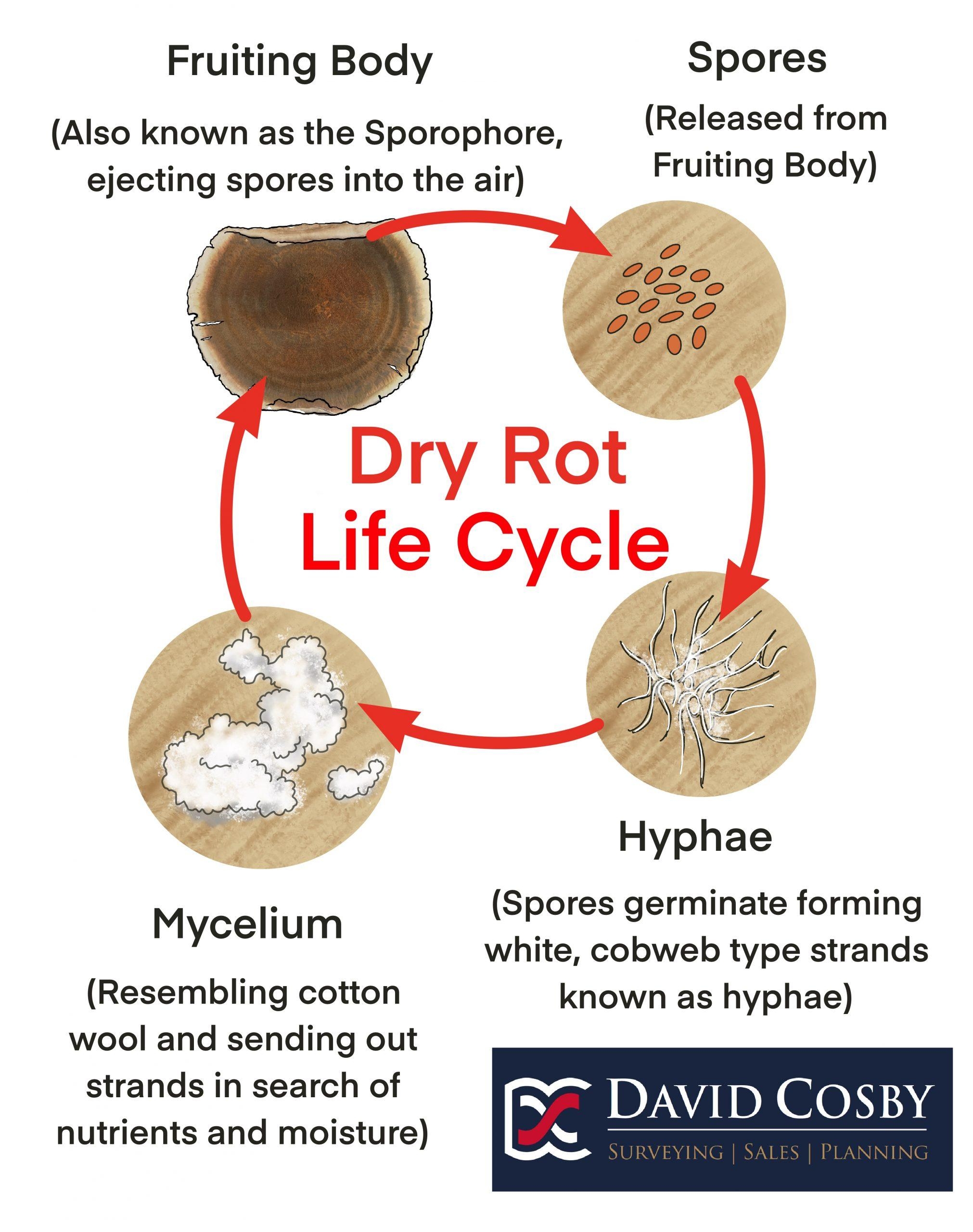 Dry Rot David Cosby Surveyors U0026 Estate Agents