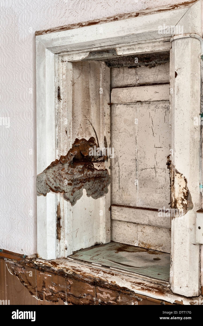 dry rot fruiting body pictures