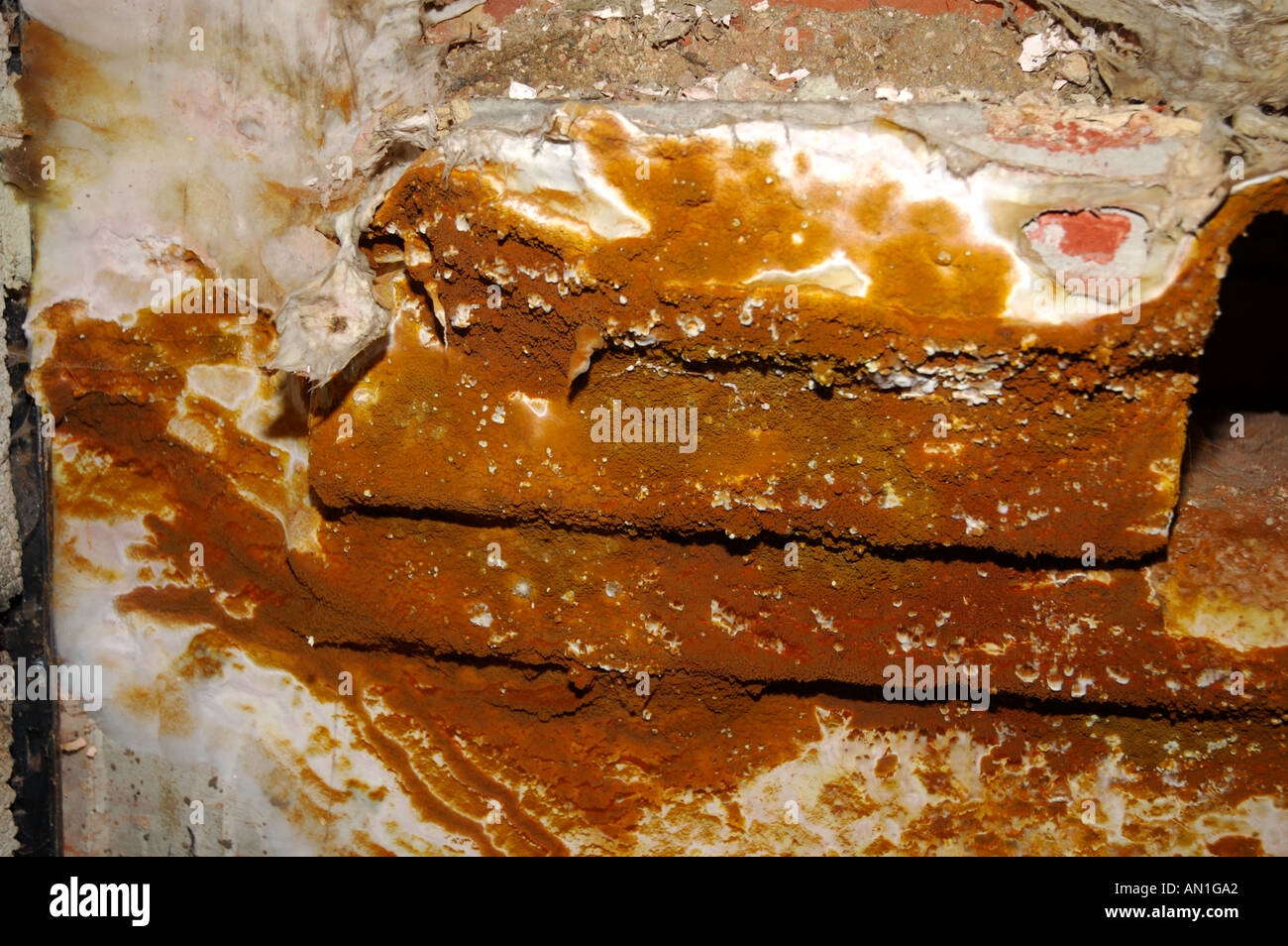 Dry Rot Fungus Fruiting Body Serpula Lacrymans Spread Onto 