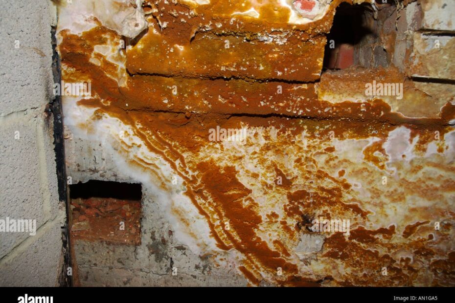 Dry Rot Fungus Fruiting Body Serpula Lacrymans Spread Onto