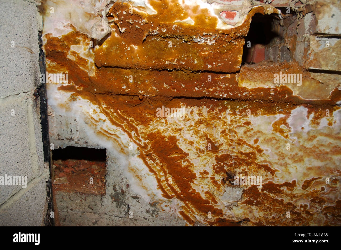 Dry Rot Fungus Fruiting Body Serpula Lacrymans Spread Onto 