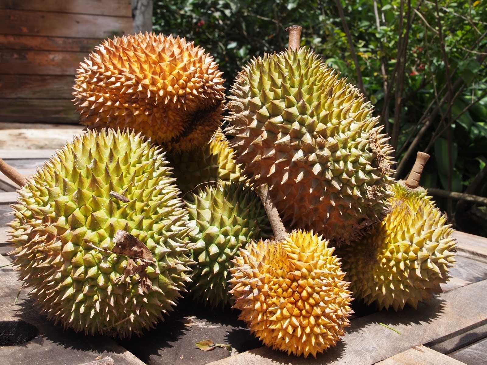 Durian In Puerto Rico Year Of The Durian