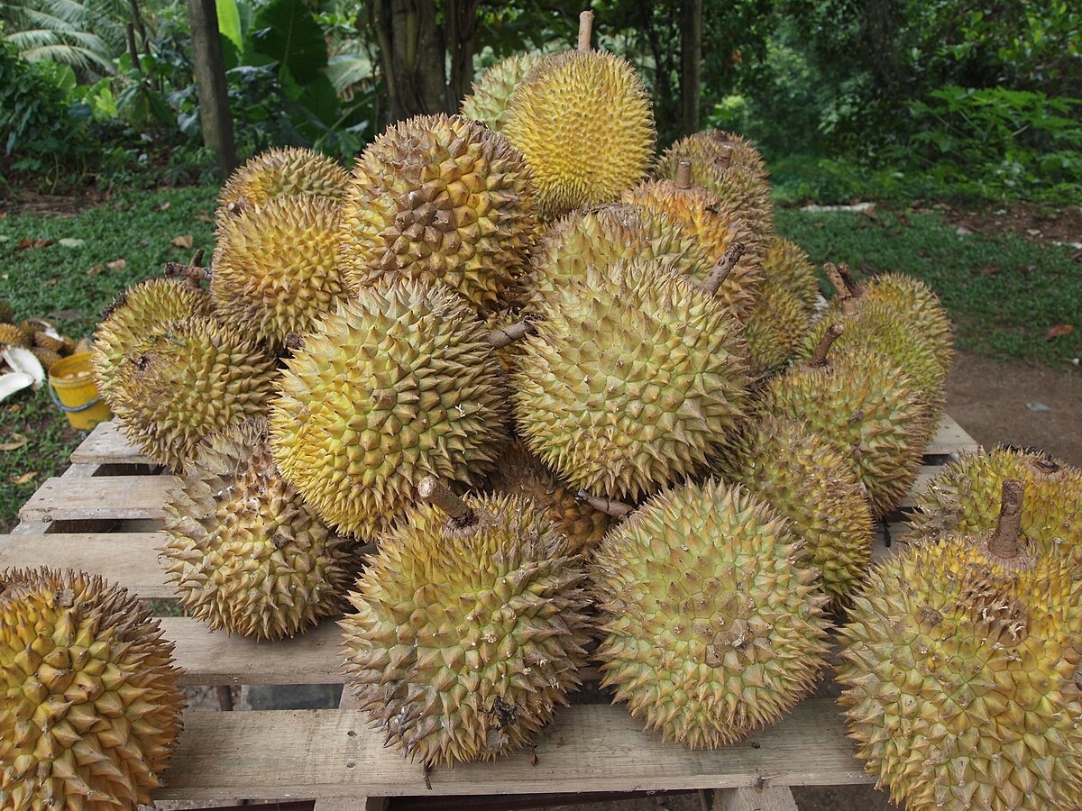 Durian Simple English Wikipedia The Free Encyclopedia