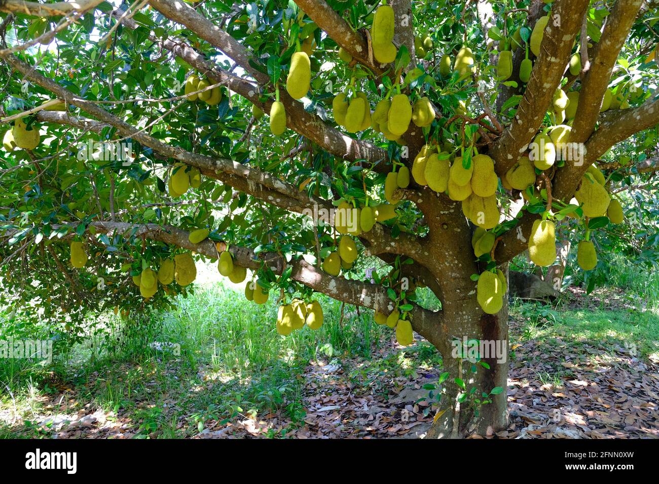 durian fruit tree pictures