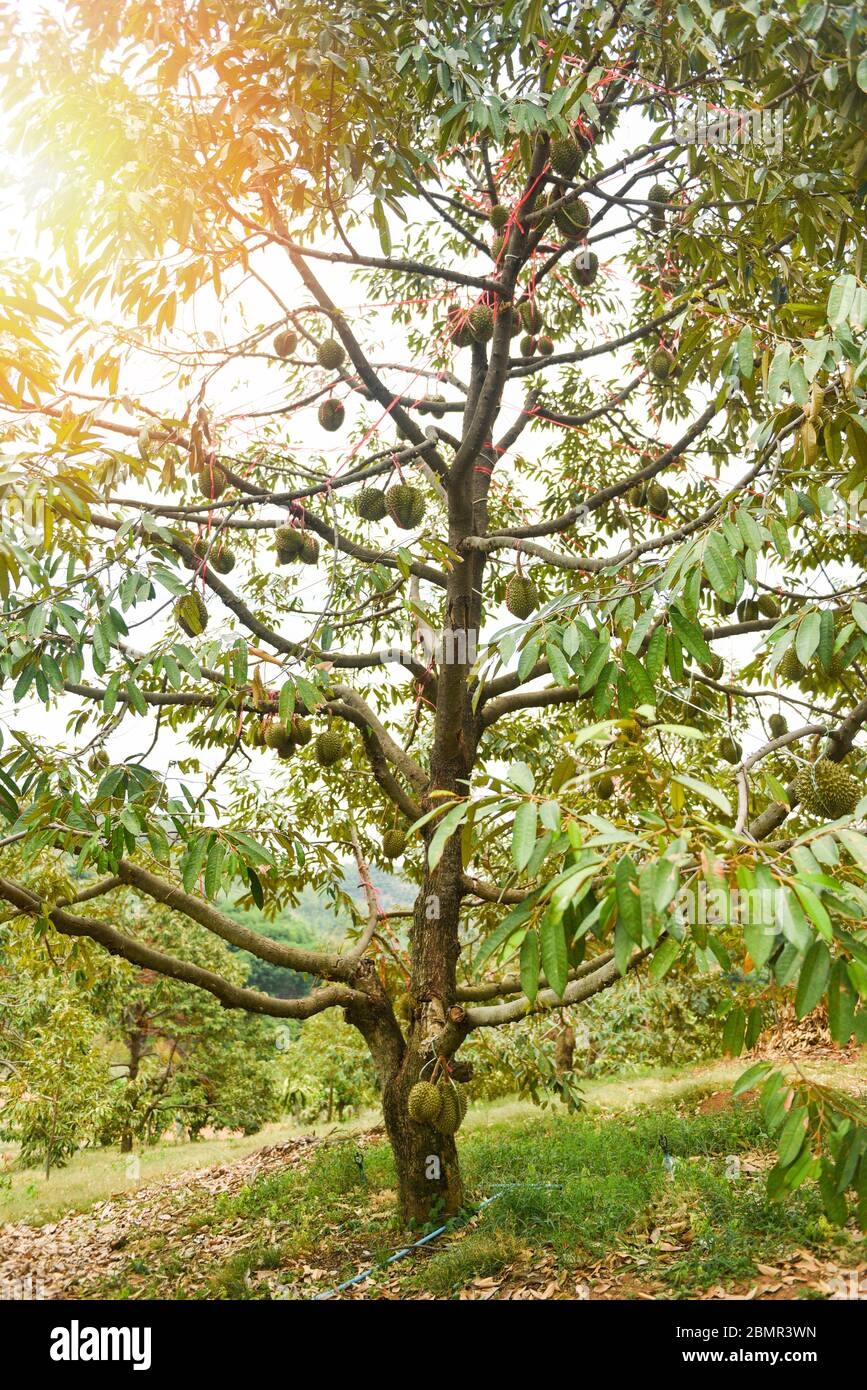 Durian Tree With Durian Fruit Hanging On The Tree Branch In The 