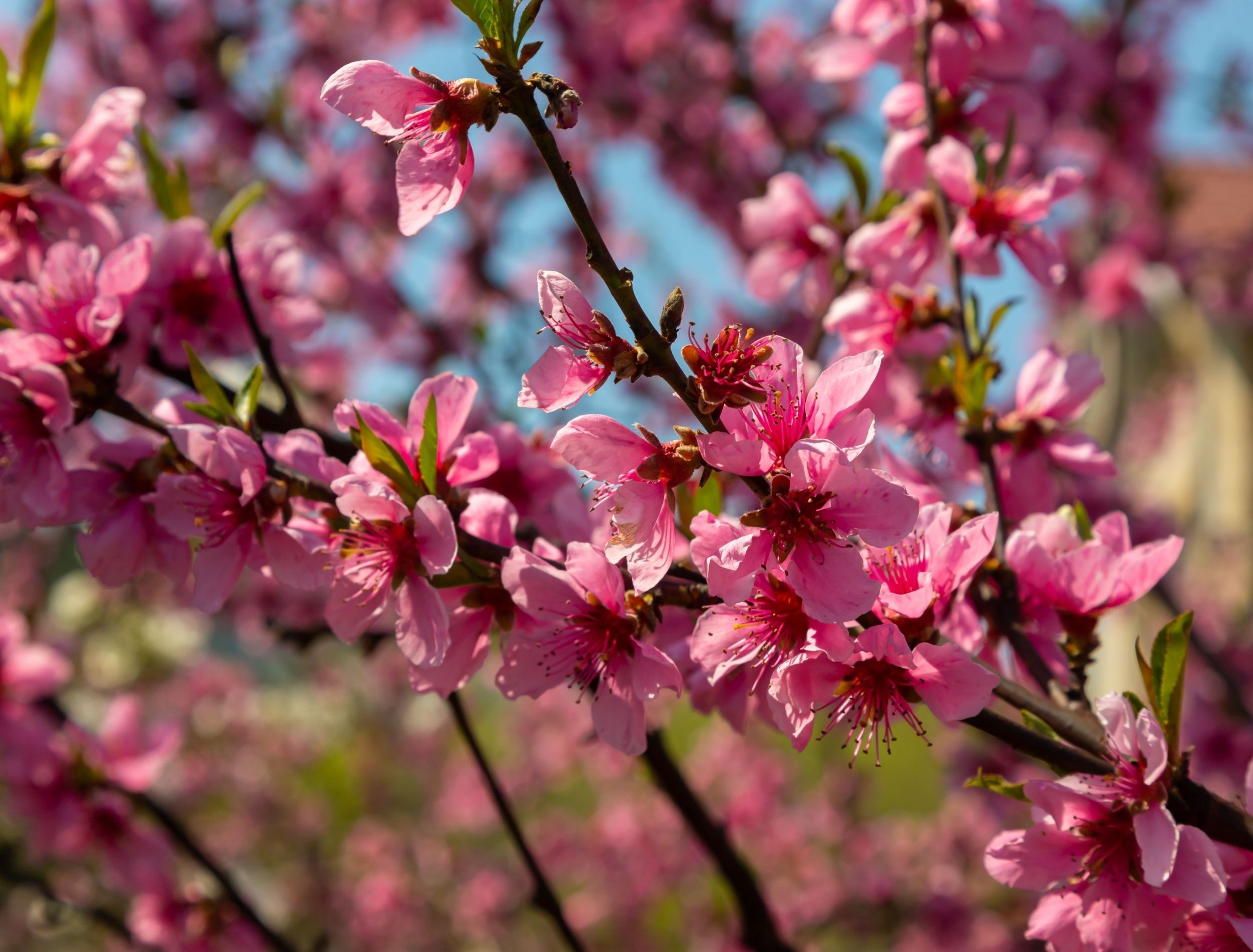 Edible Beauty Cherry Apple Plum Peach And Apricot Trees