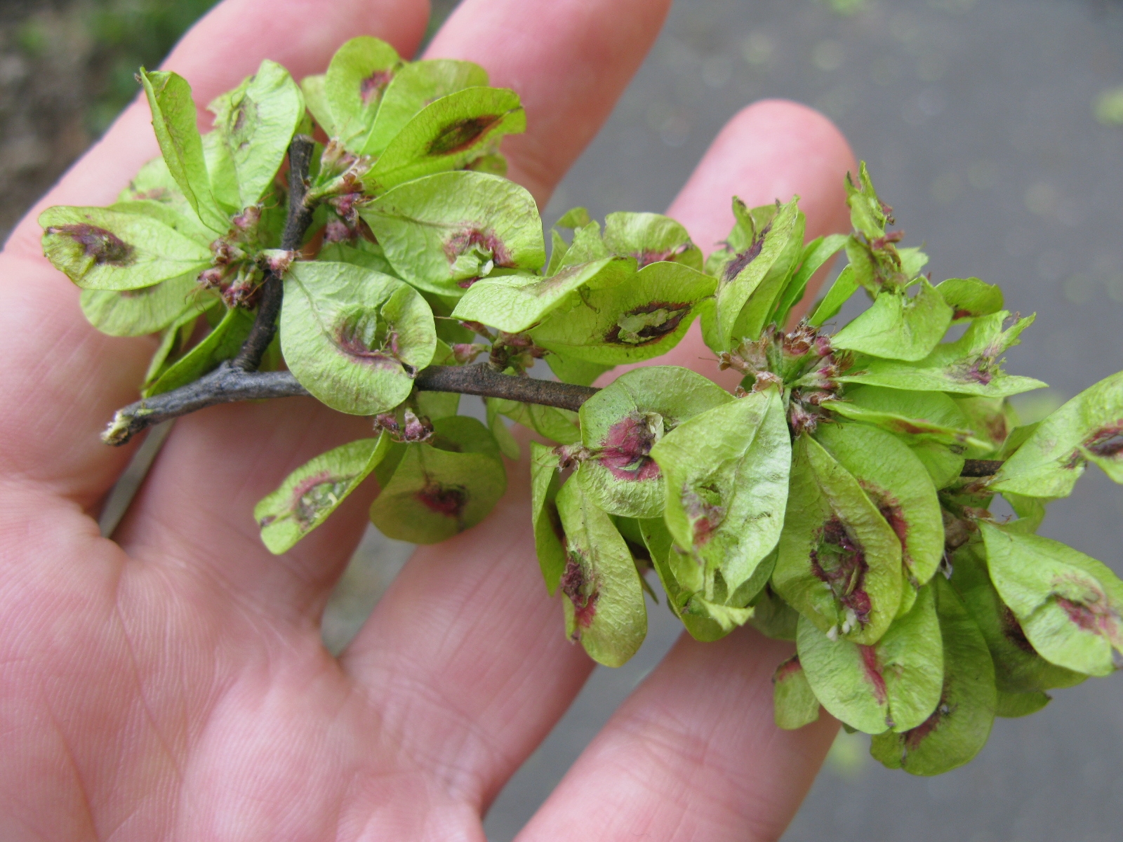 Elm Fruit Backyard And Beyond