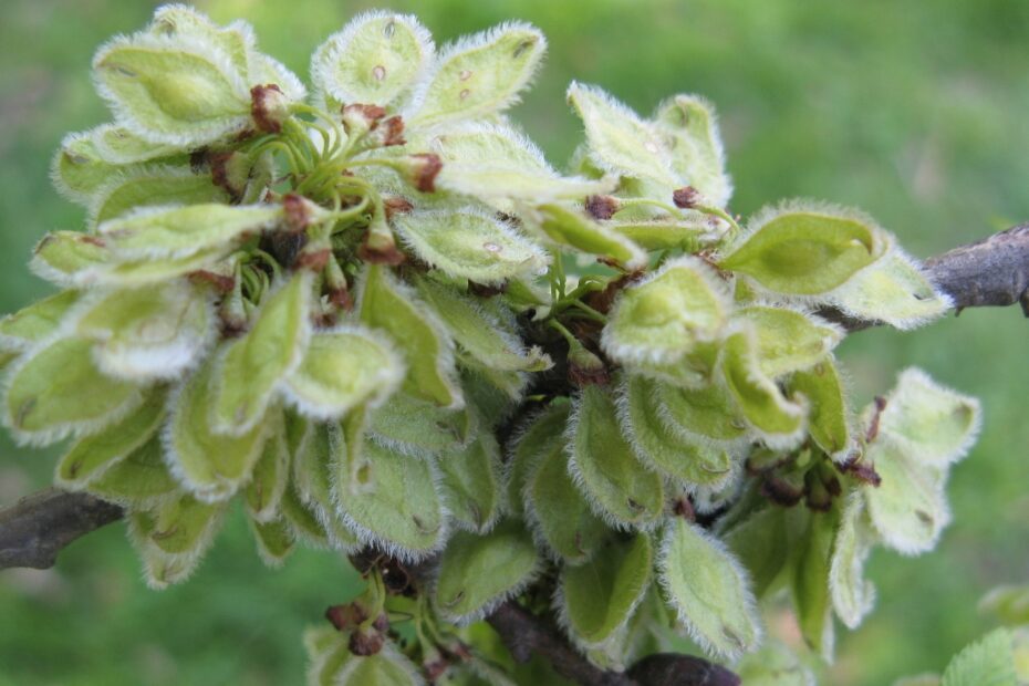 Elm Fruit Backyard And Beyond