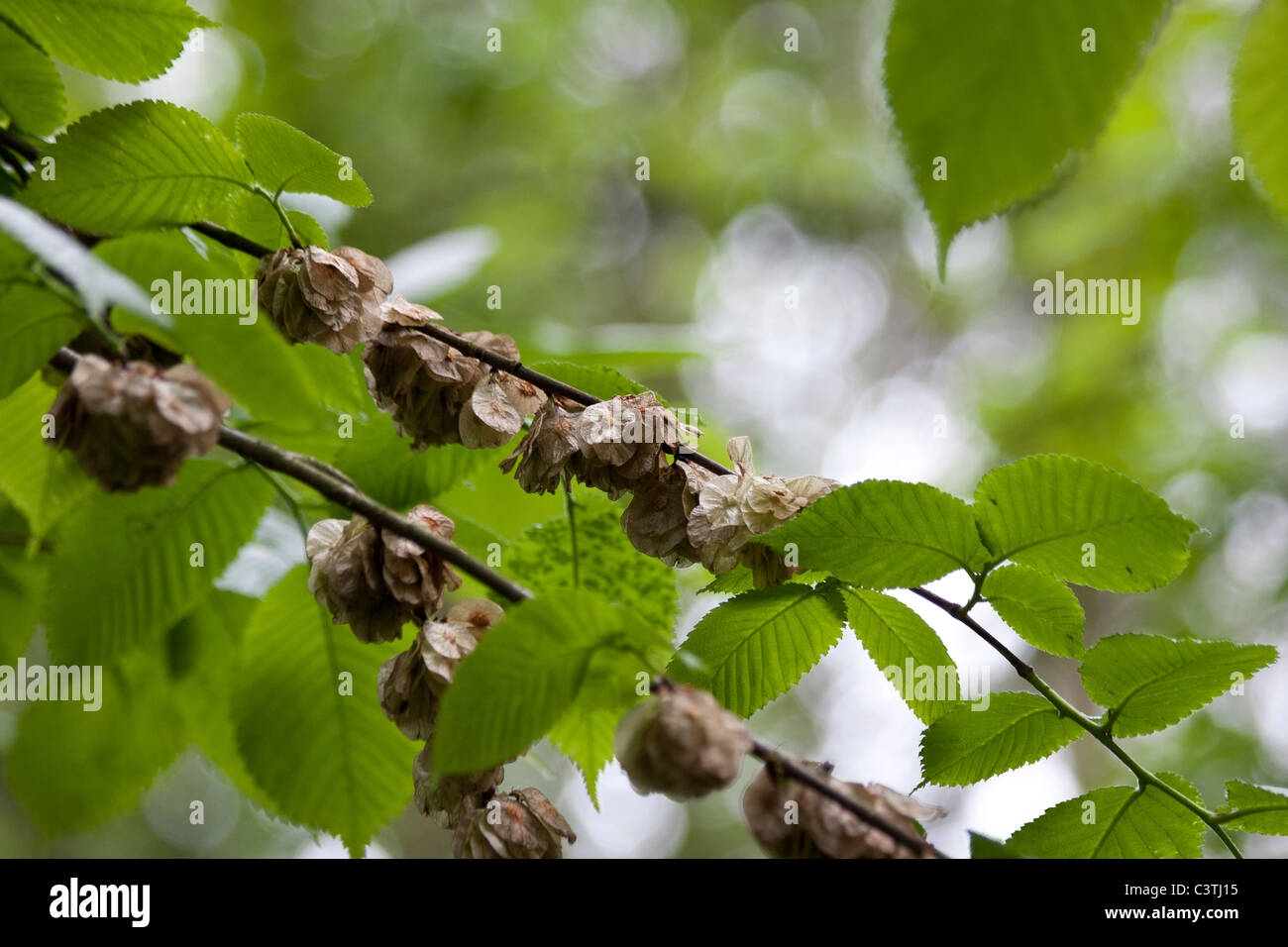 elm tree fruit pictures