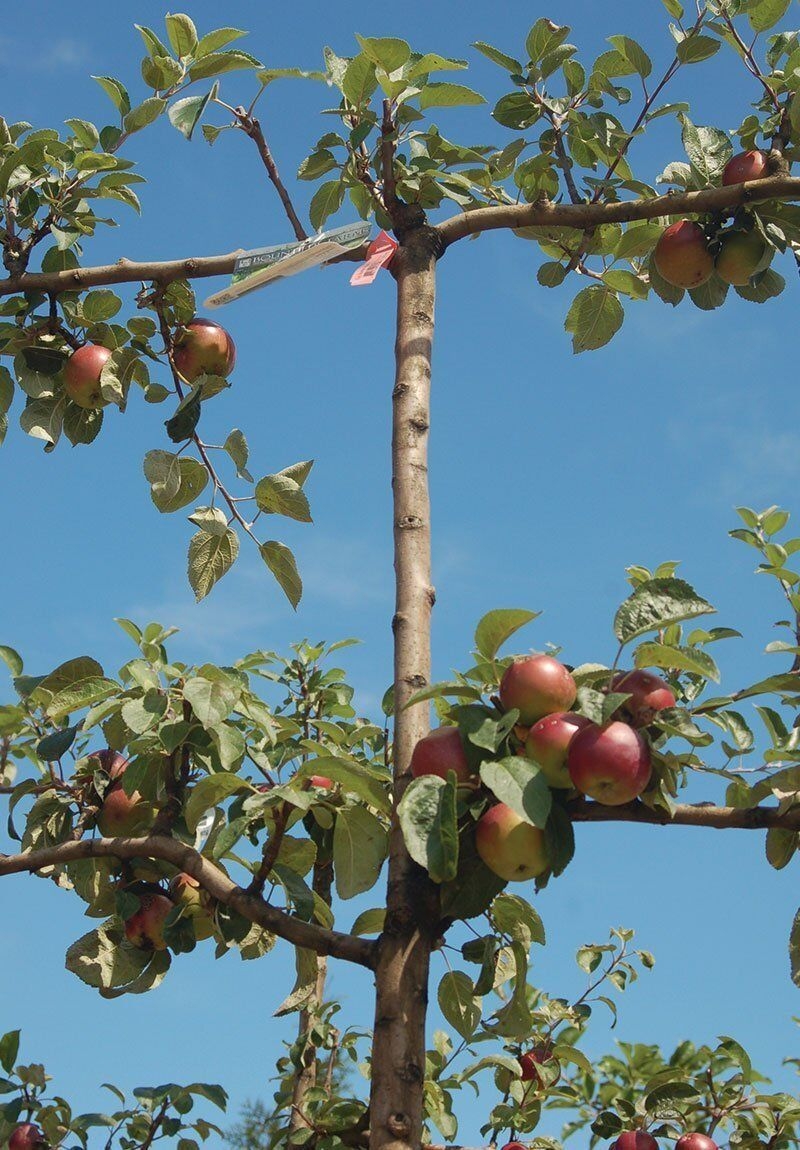 Espalier Apple Trees Johnson s Nursery KB