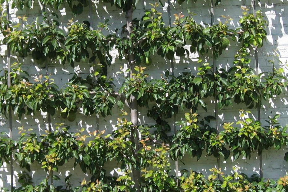 Espalier Wikipedia