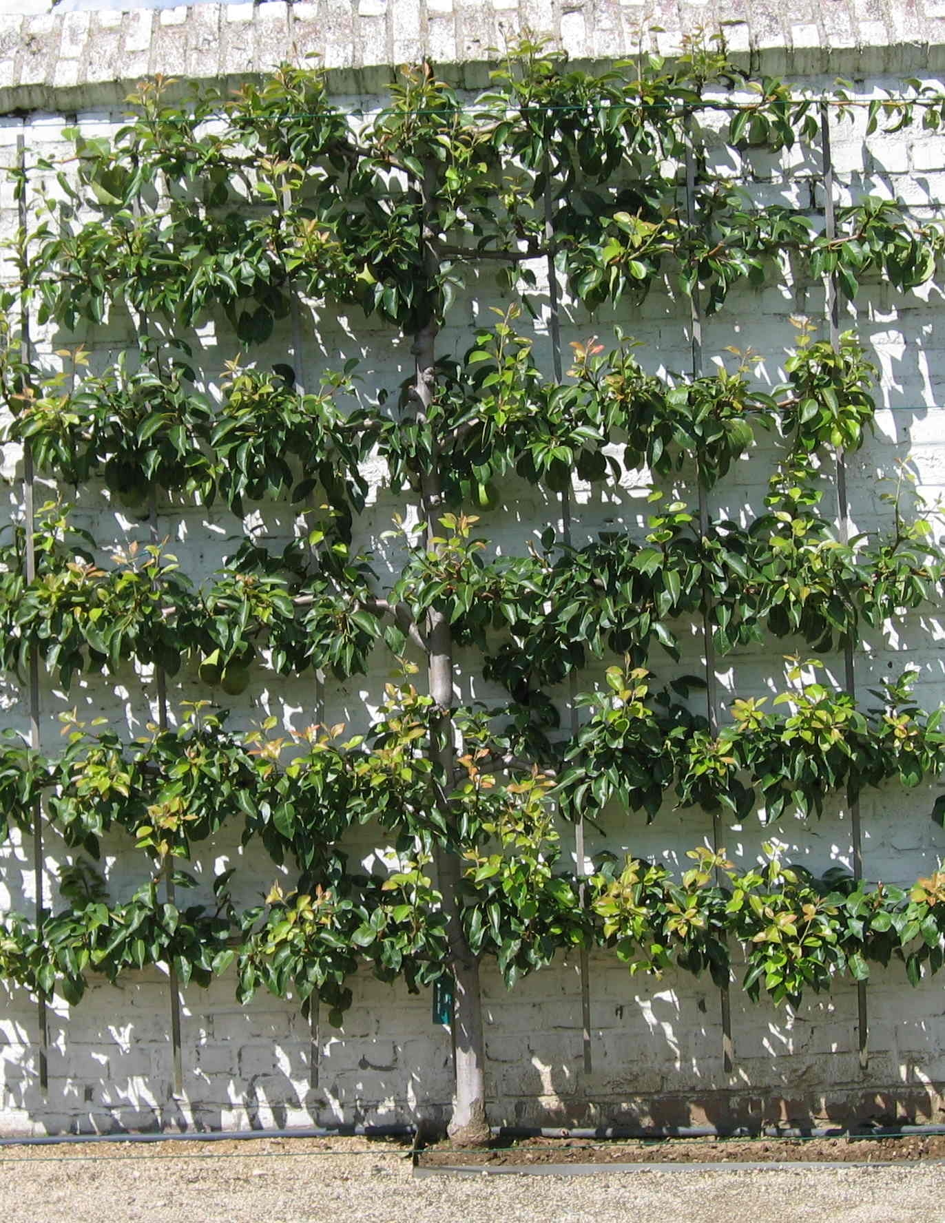 Espalier Wikipedia