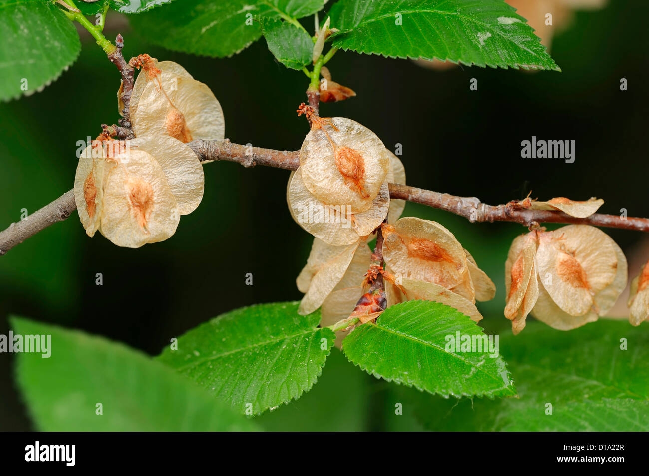 European White Elm Or Fluttering Elm Ulmus Laevis Branch With Fruit Provence Southern France France Stock Photo Alamy