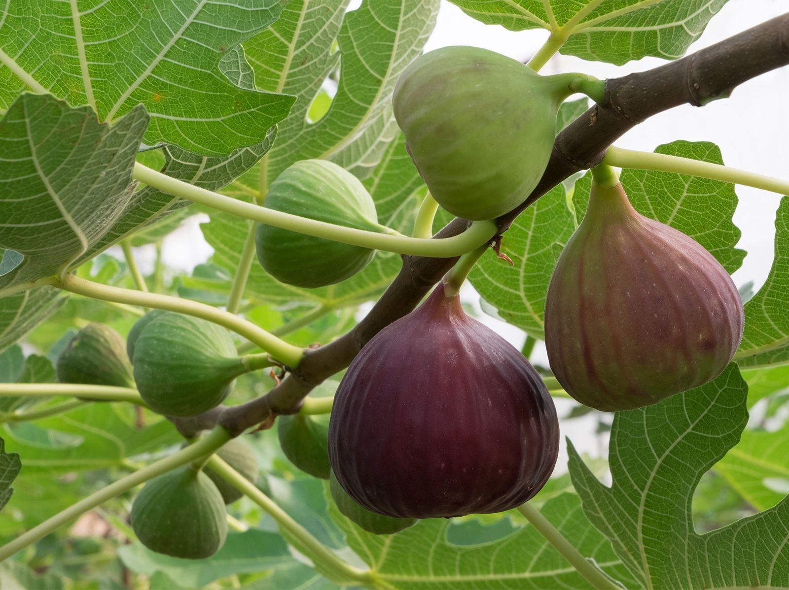 Fig Description History Cultivation U0026 Types Britannica