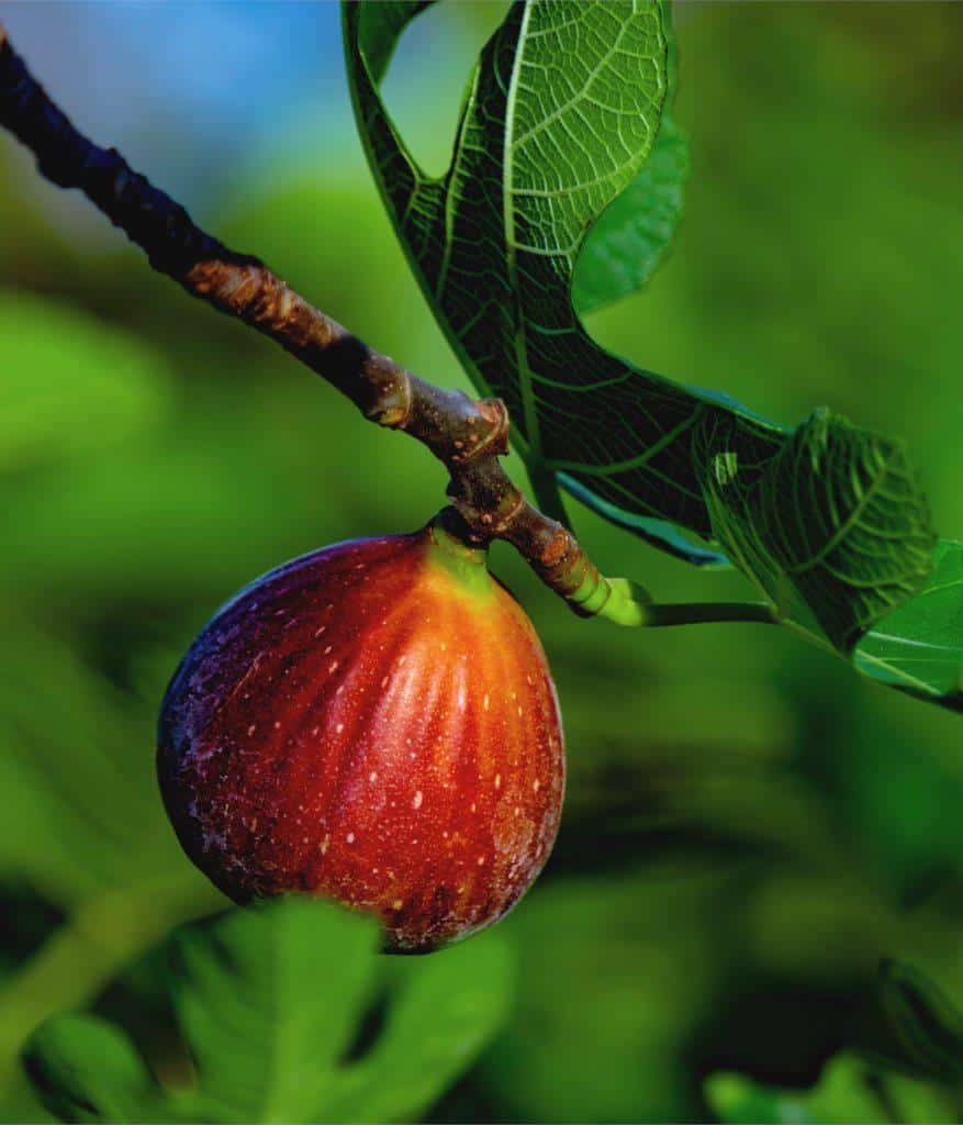 fig fruit tree picture