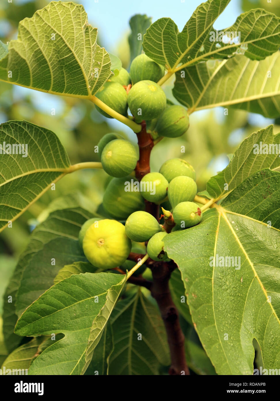 Fig Tree With Many Fruits And Green Leaves Stock Photo Alamy