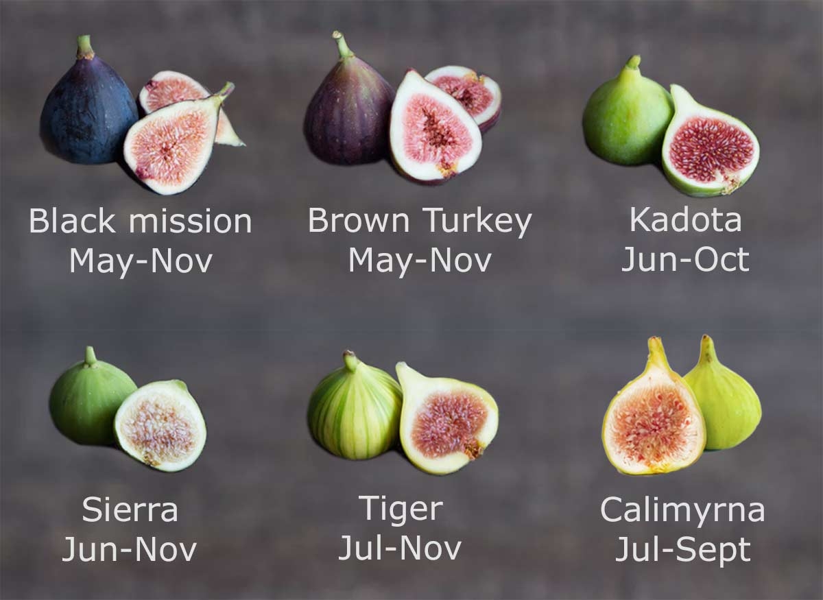 pictures of figs fruit
