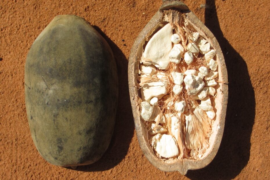 File Baobab Fruit 8750413322 jpg Wikimedia Commons
