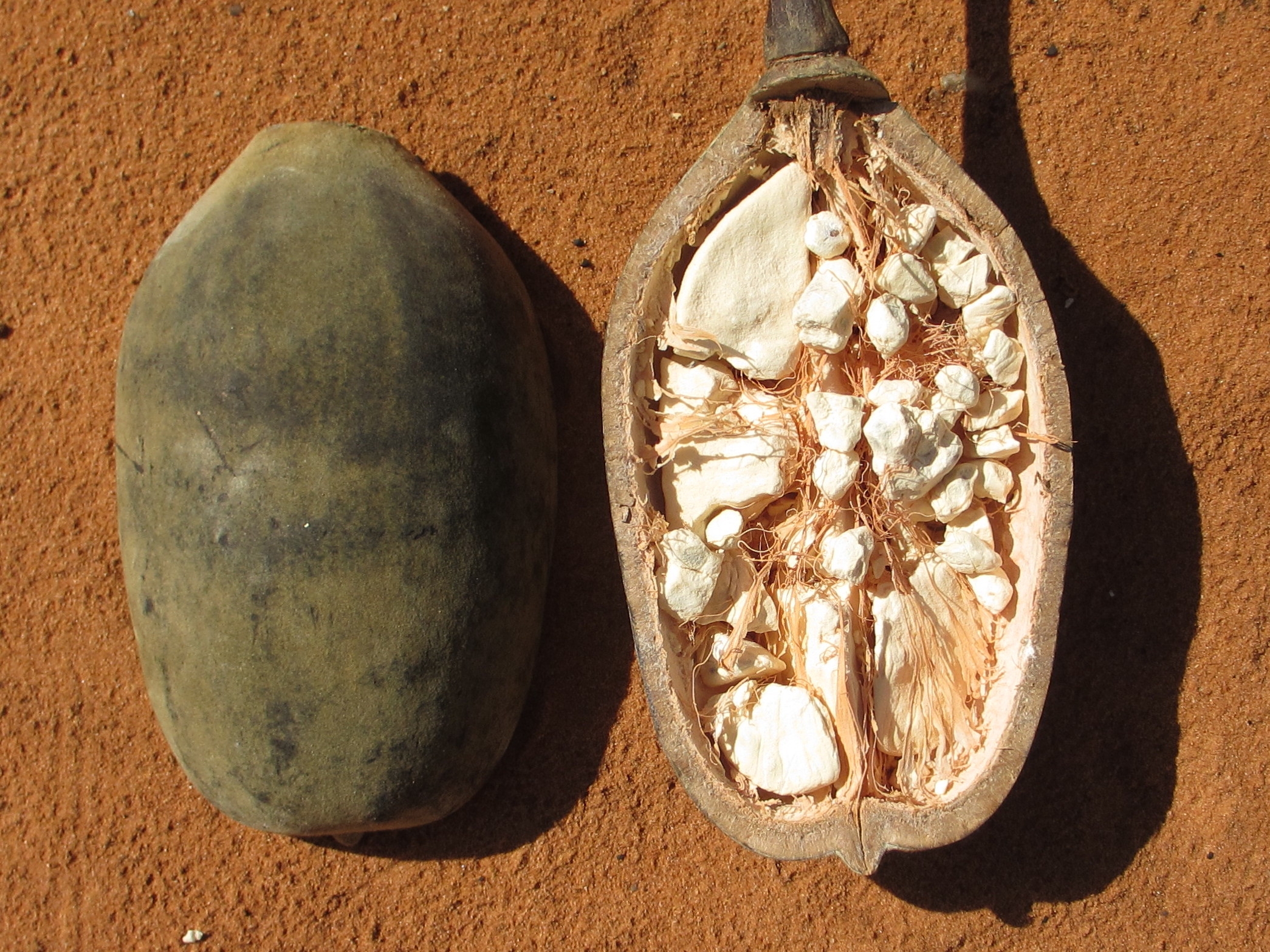 File Baobab Fruit 8750413322 jpg Wikimedia Commons