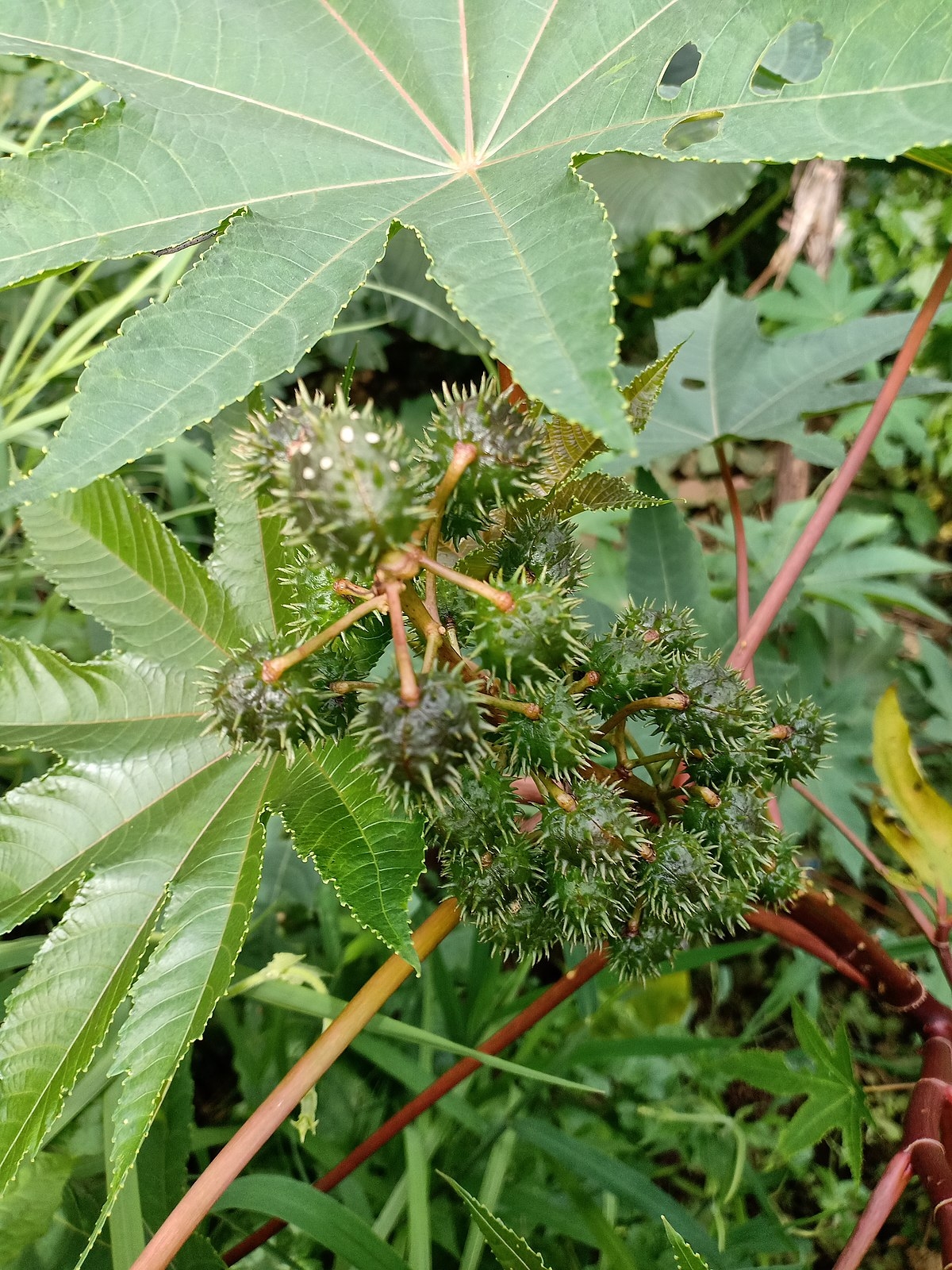 File Castor Bean Fruit Buah Jarak Kepyar Ricinus Communis jpg 