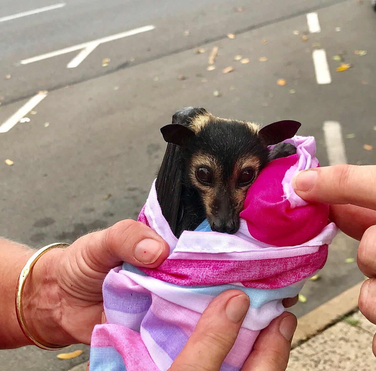 File Incredibly Cute Baby Fruit Bat A Flying Fox From Cairns Australia 32096006476 jpg Wikimedia Commons