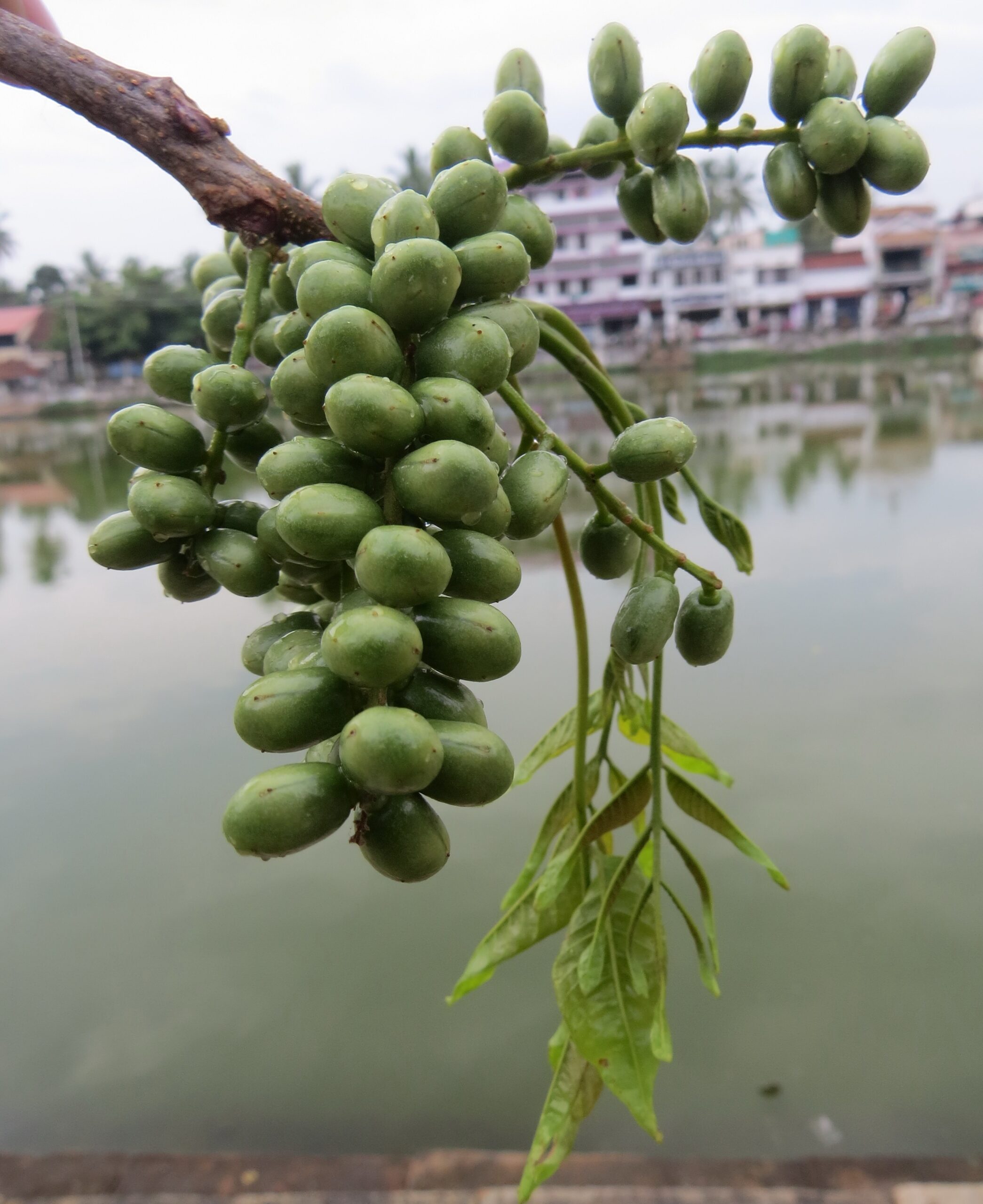 File Lannea Coromandelica Indian Ash Tree Fruits At Trivandrum 2014 2 jpg Wikimedia Commons