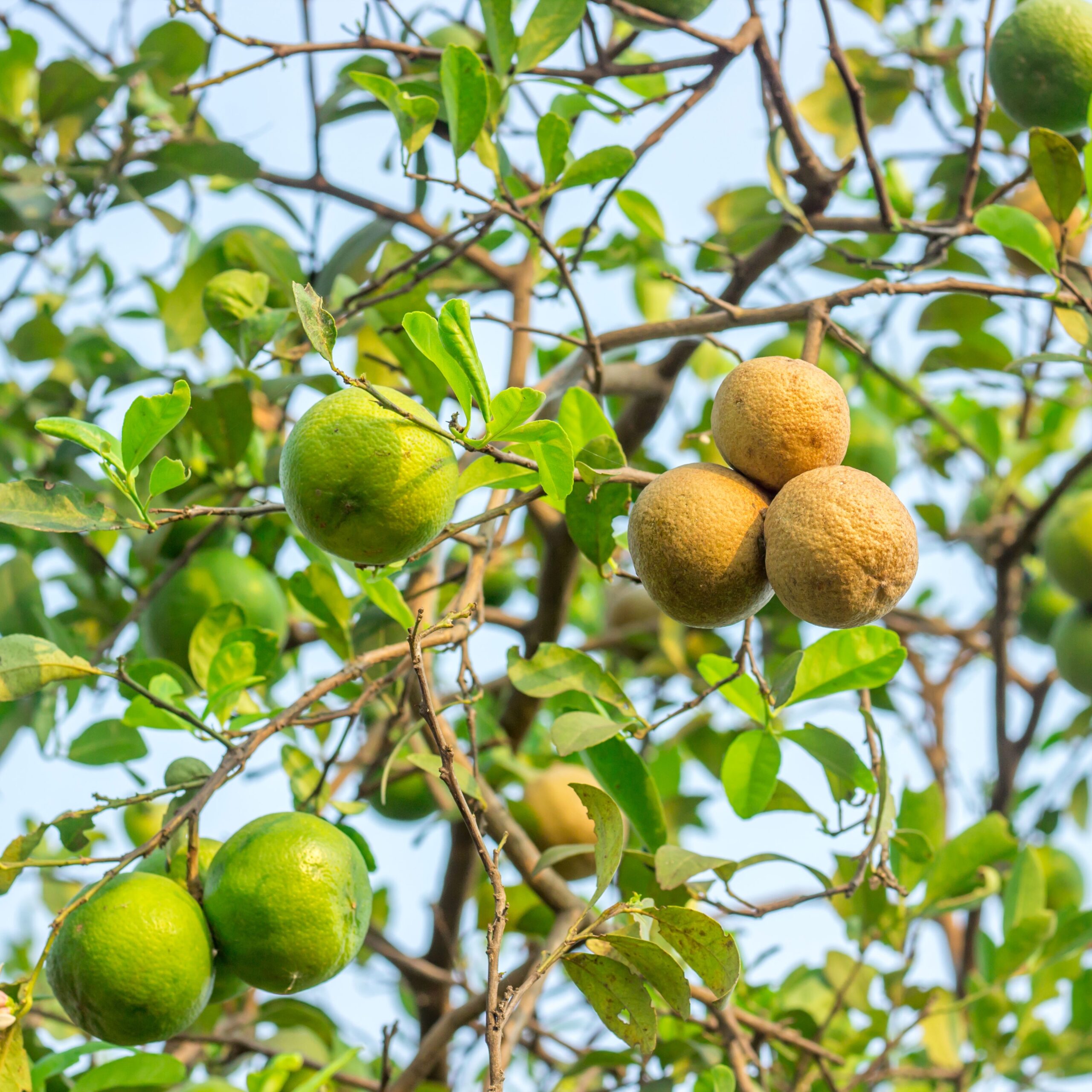 Five Common Lemon Tree Diseases And How To Avoid Them Gardening Know How