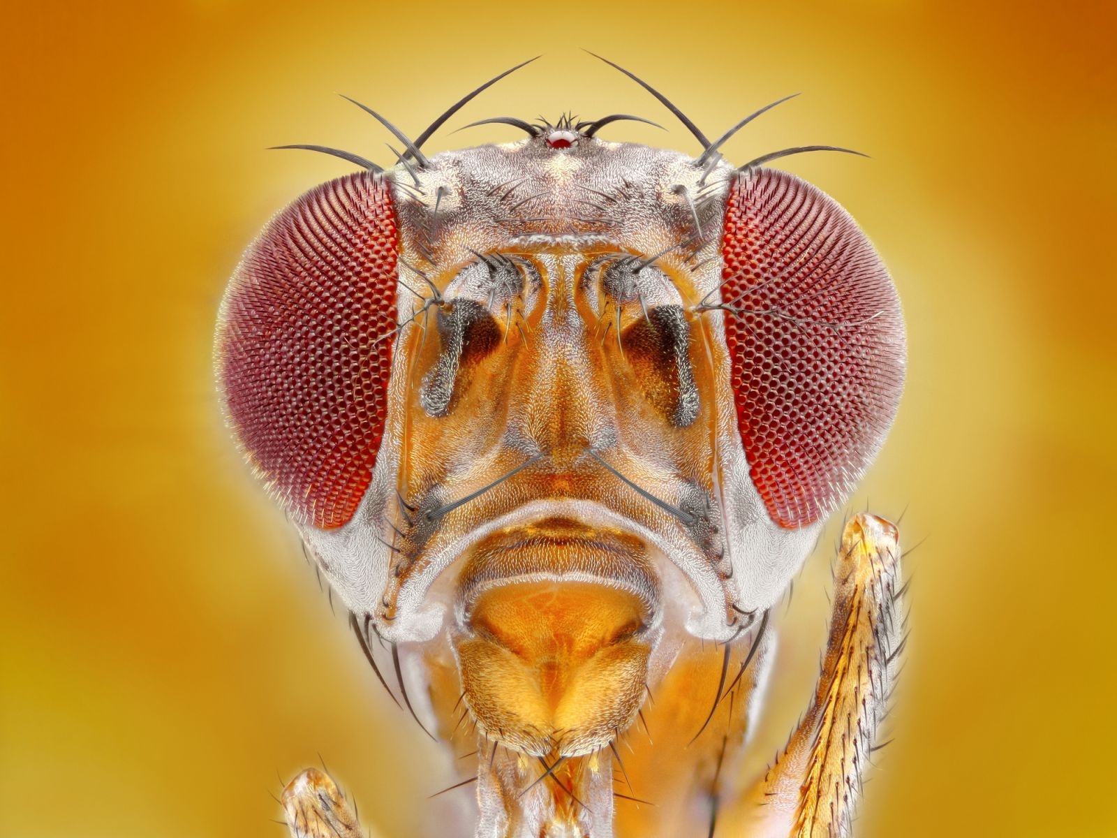 fruit flies picture