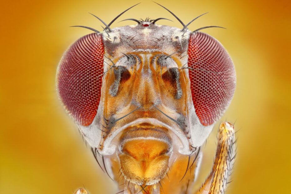 Five Fascinating Facts About Fruit Flies