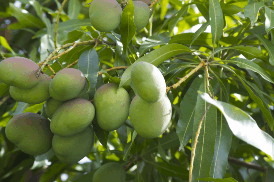 Florida Fruit Trees