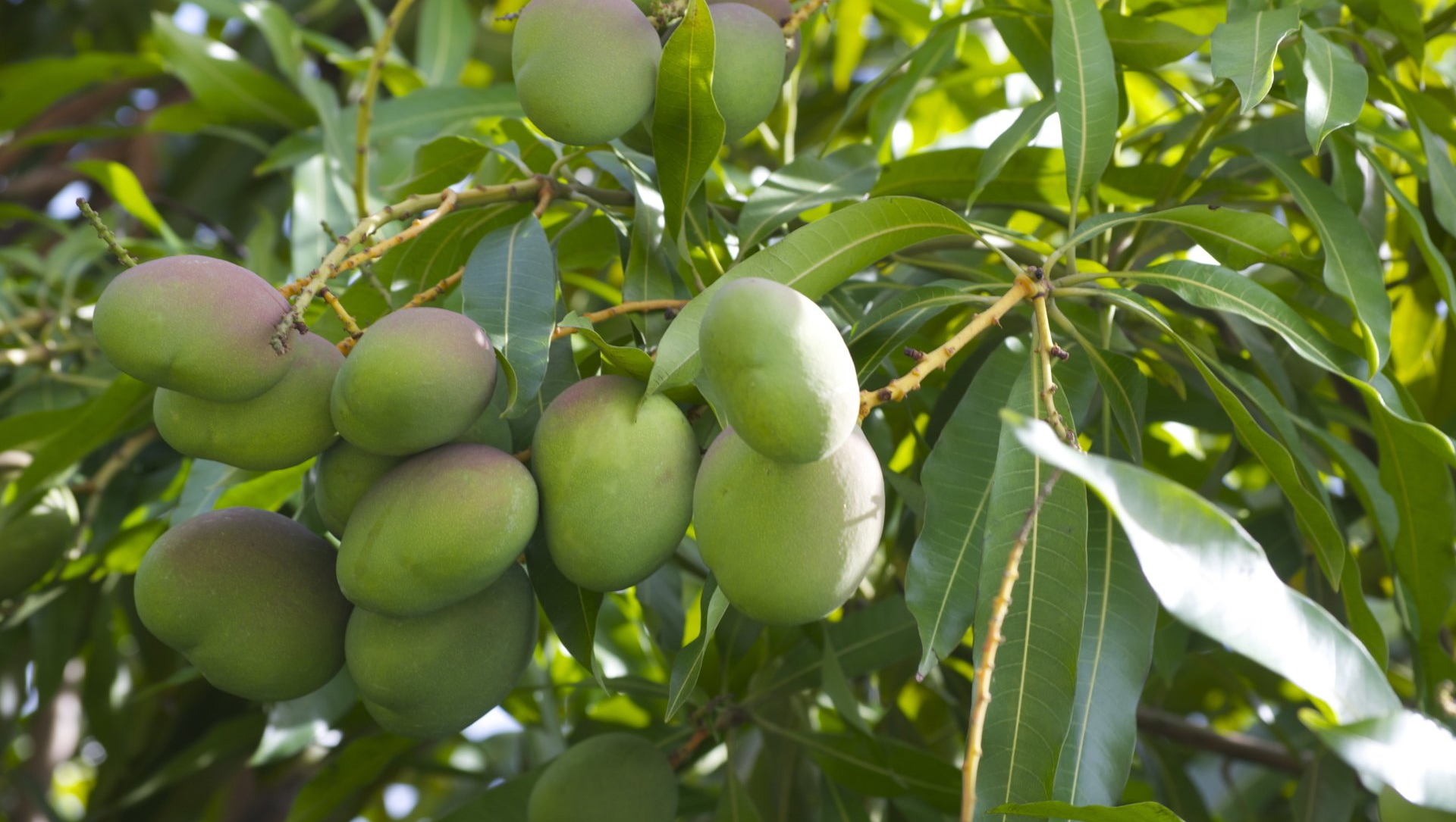 Florida Fruit Trees
