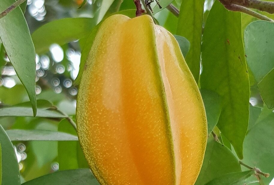 Florida s Star Of A Fruit Carambola Florida Agriculture In The Classroom
