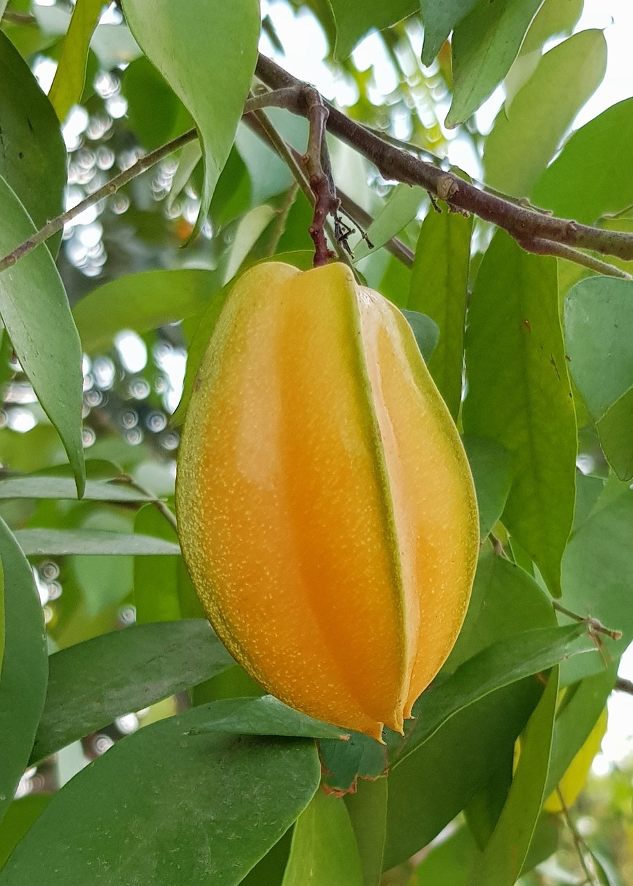 Florida s Star Of A Fruit Carambola Florida Agriculture In The Classroom