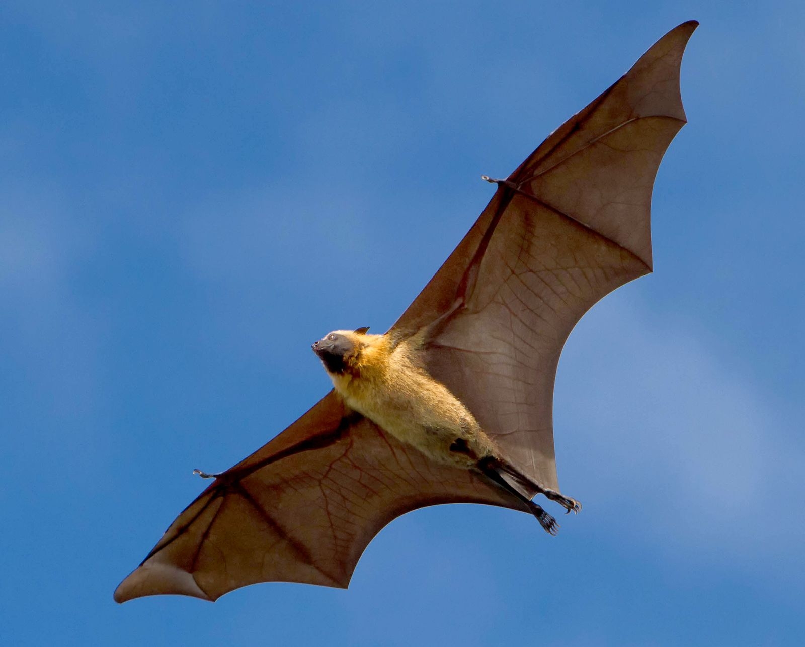 pictures of a fruit bat