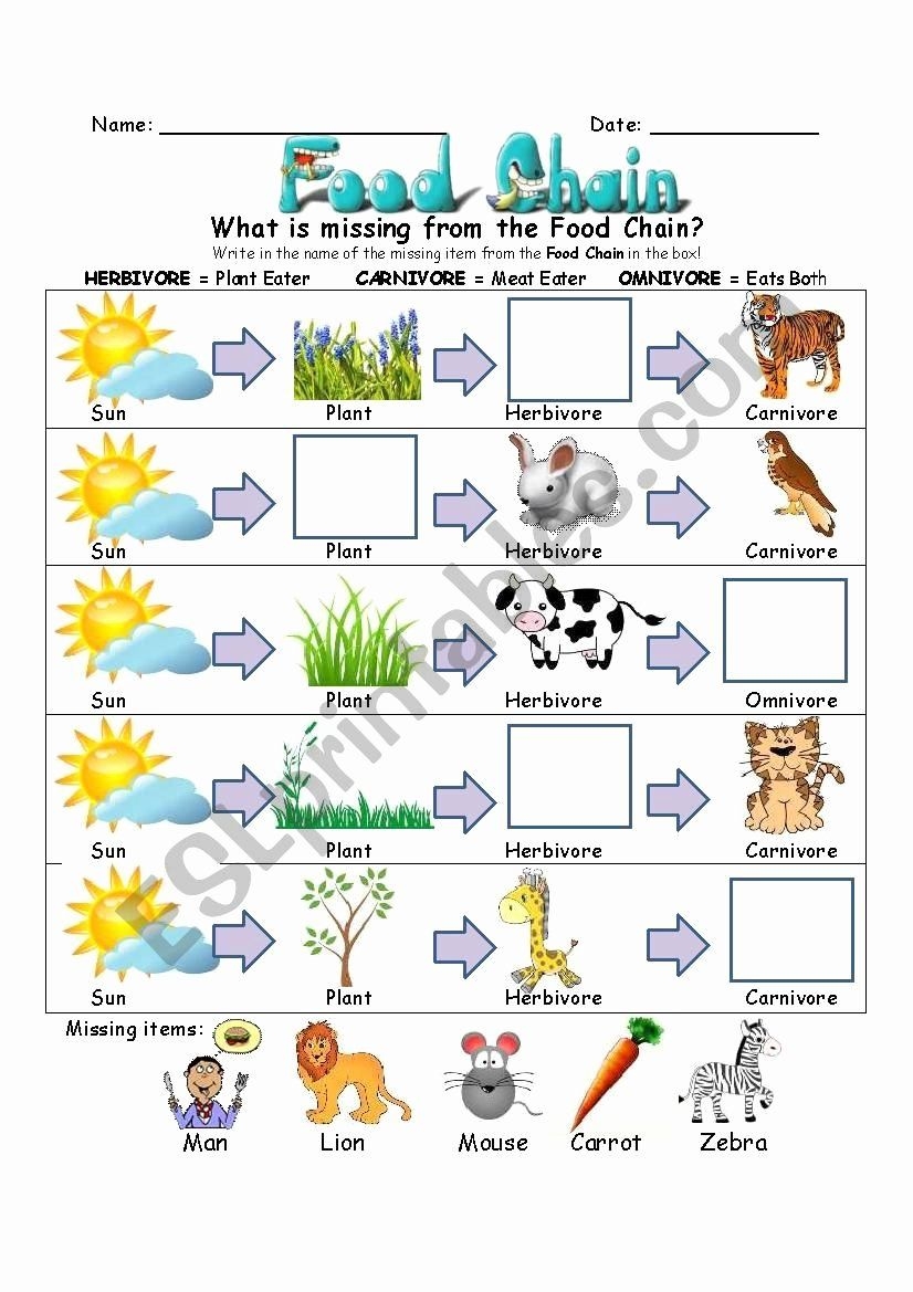 Food Chain Free Worksheets